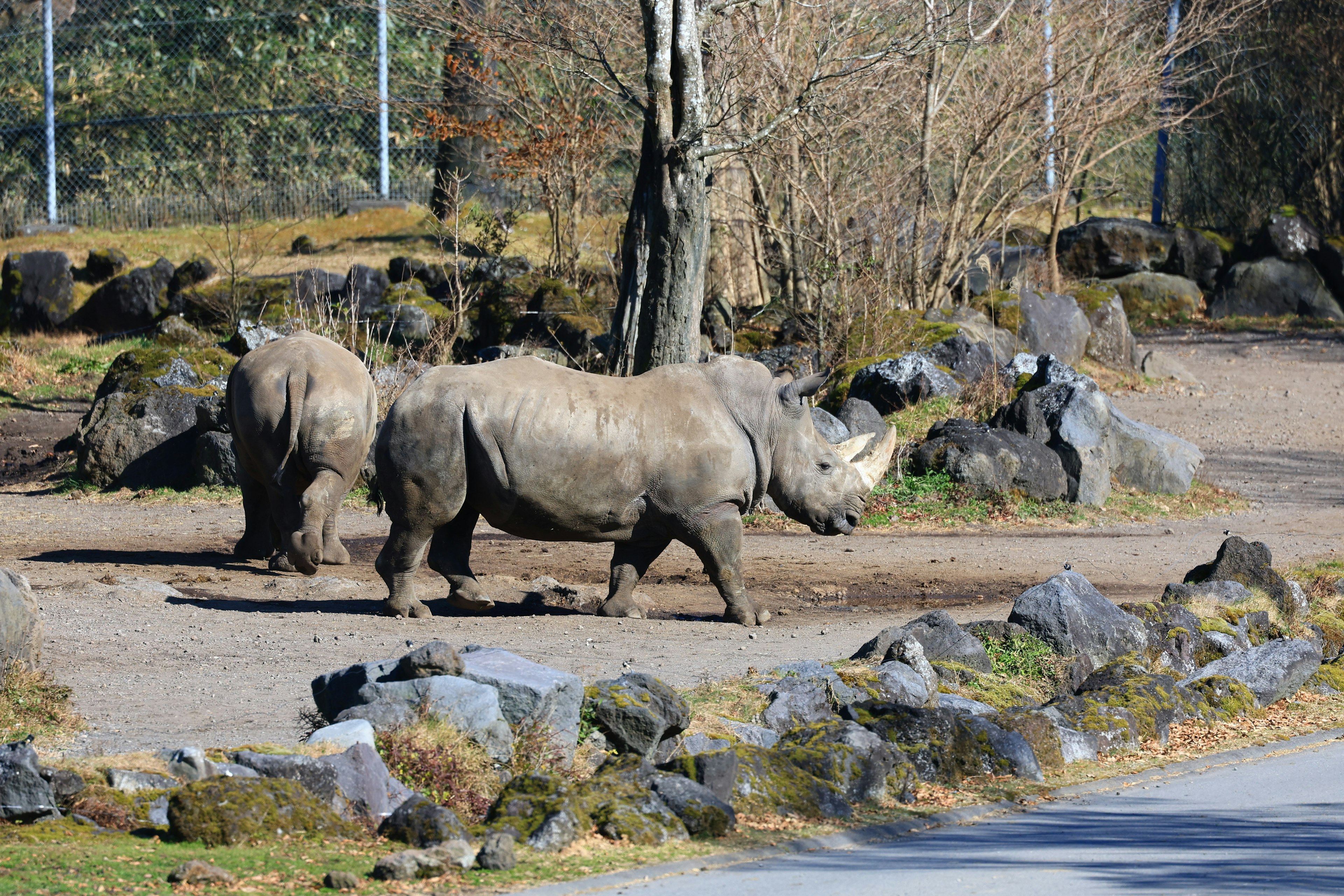 Deux rhinocéros marchant le long d'un chemin rocheux dans un cadre naturel