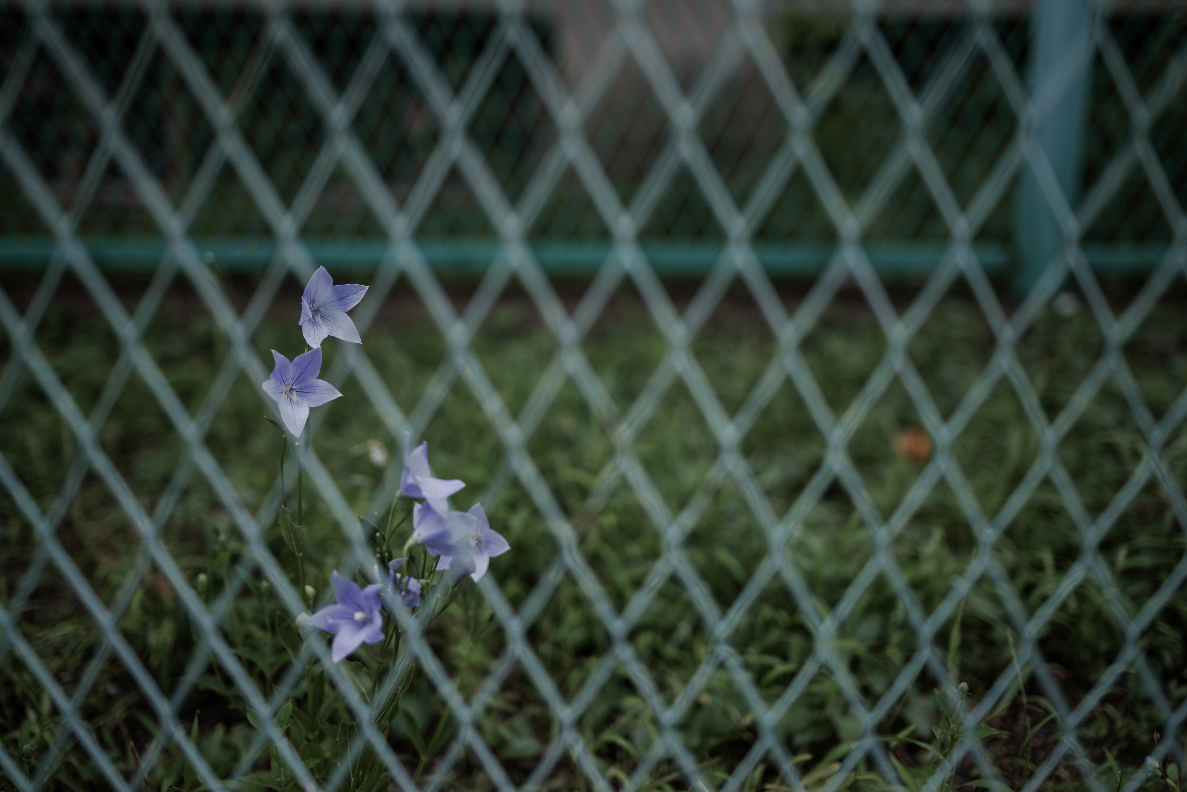 緑のフェンス越しに見える紫の花が自然を感じさせる