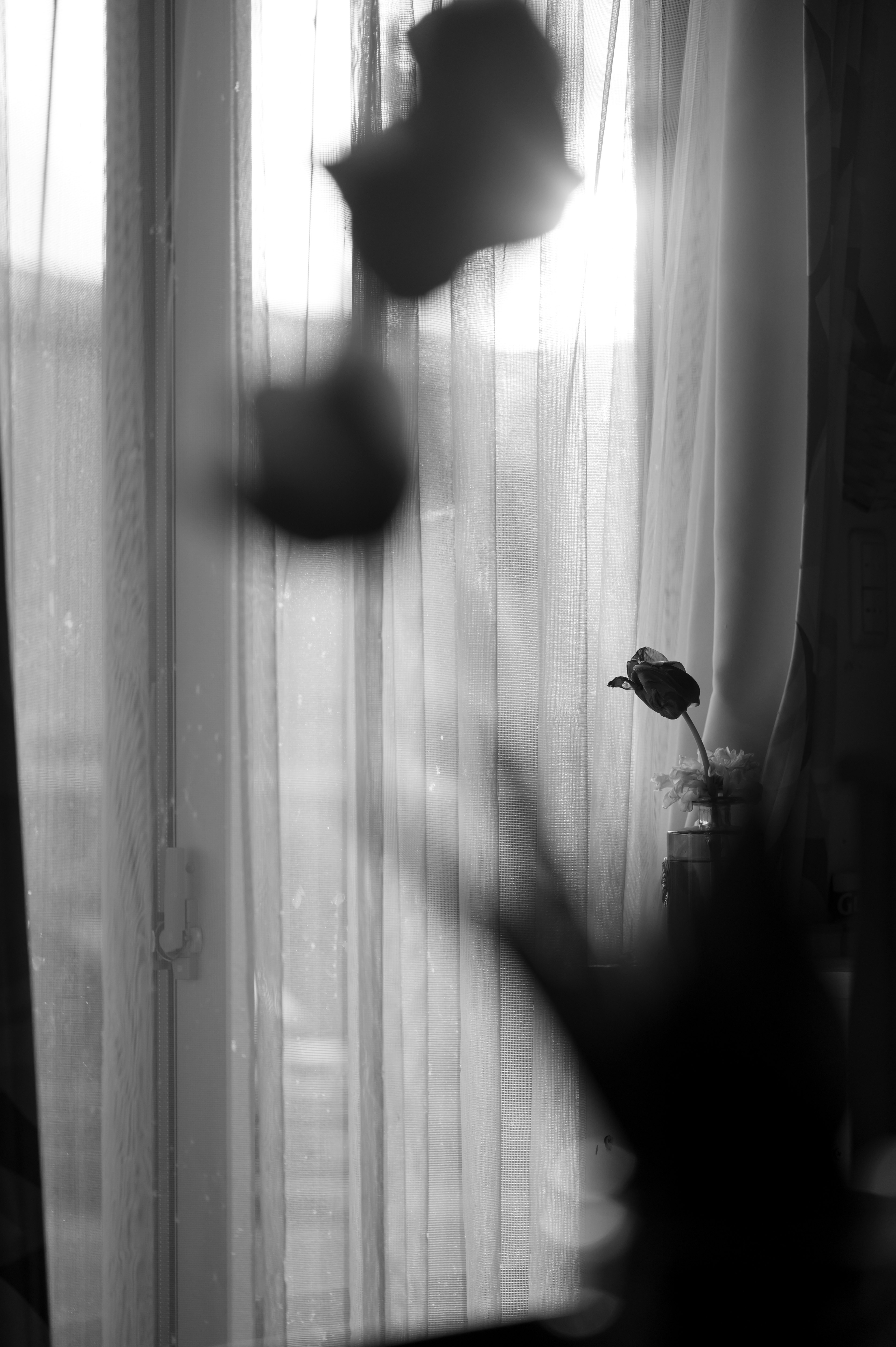 Blurred roses in black and white against a window with sheer curtains