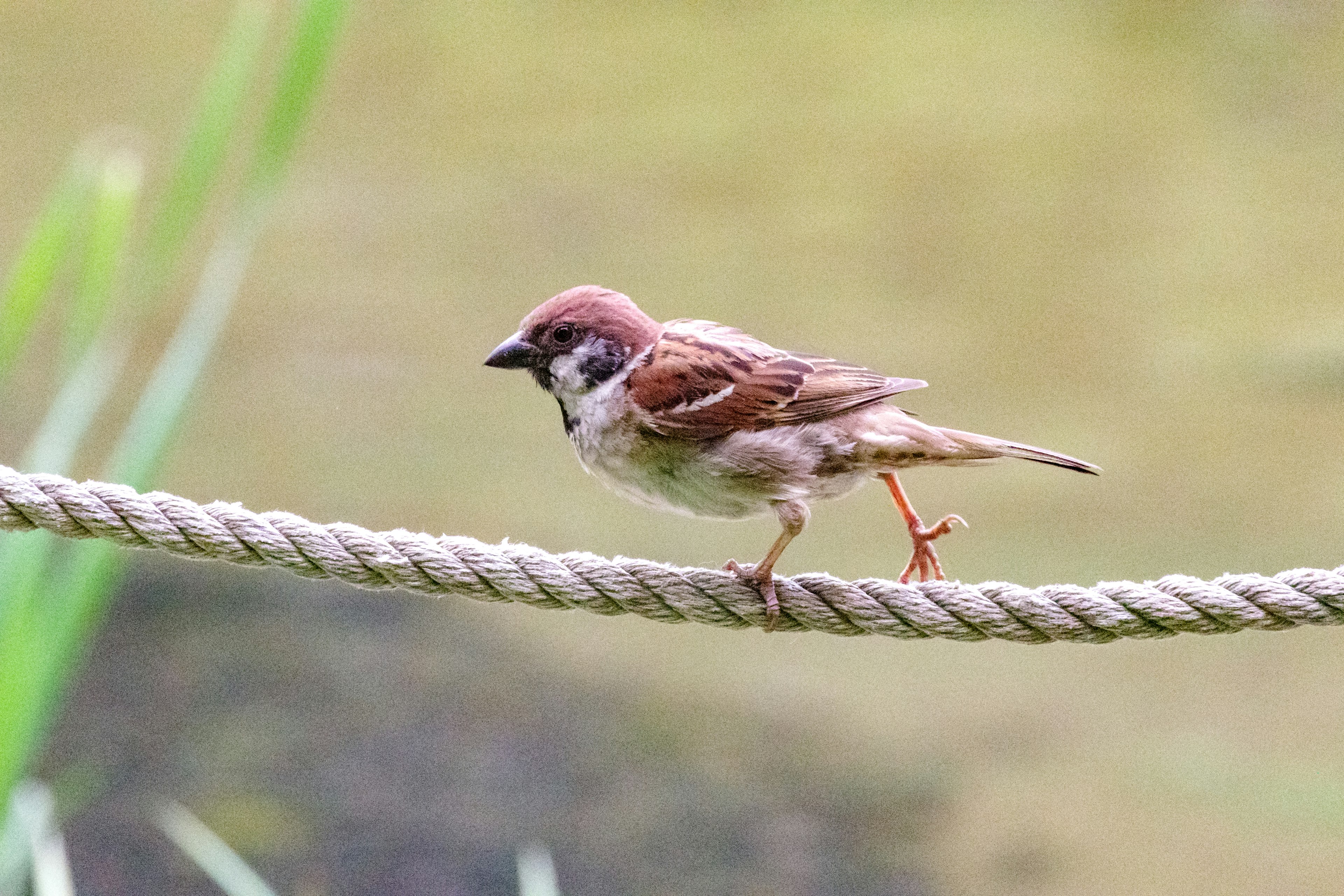 A small bird walking on a rope near water