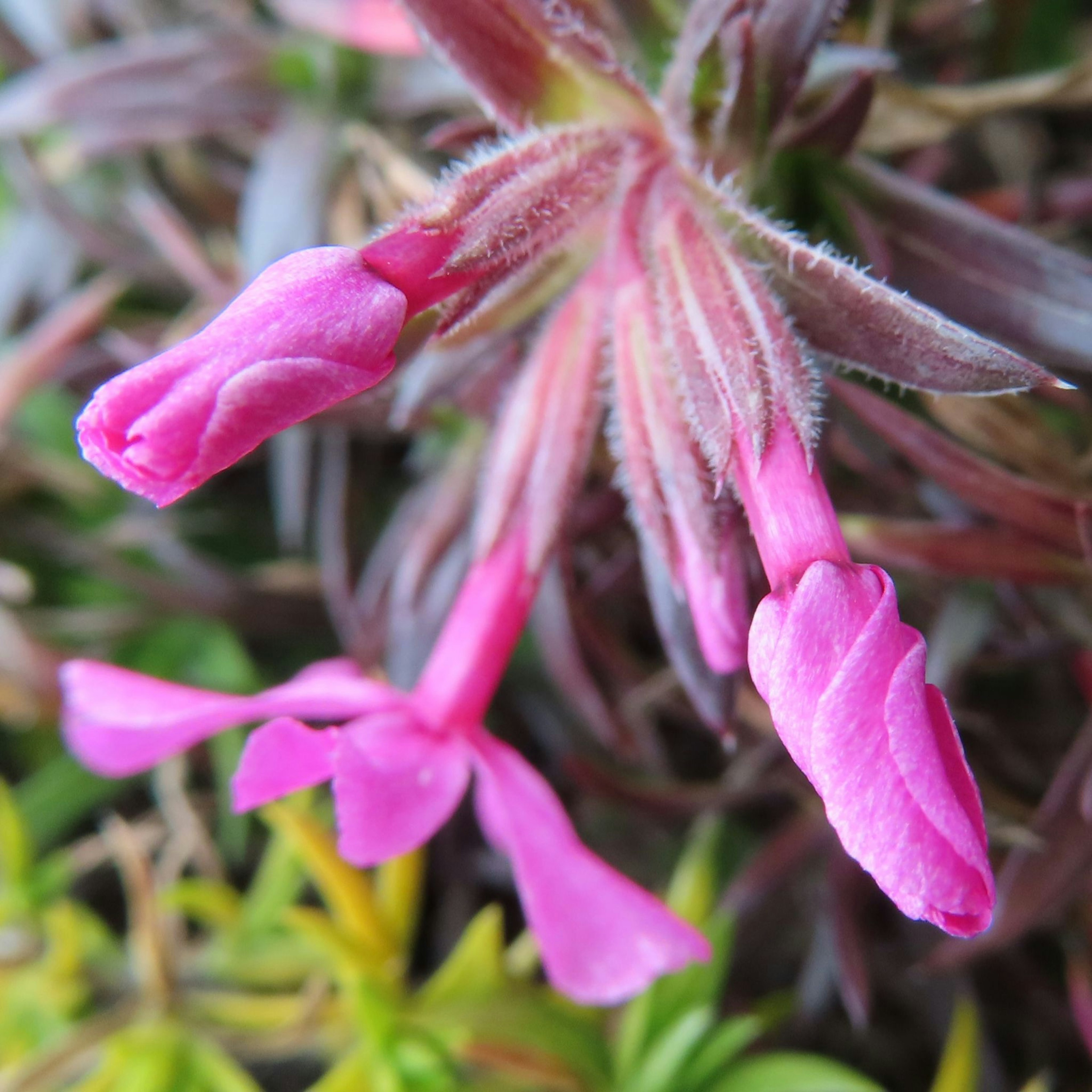 Gros plan d'une plante avec des boutons de fleurs roses