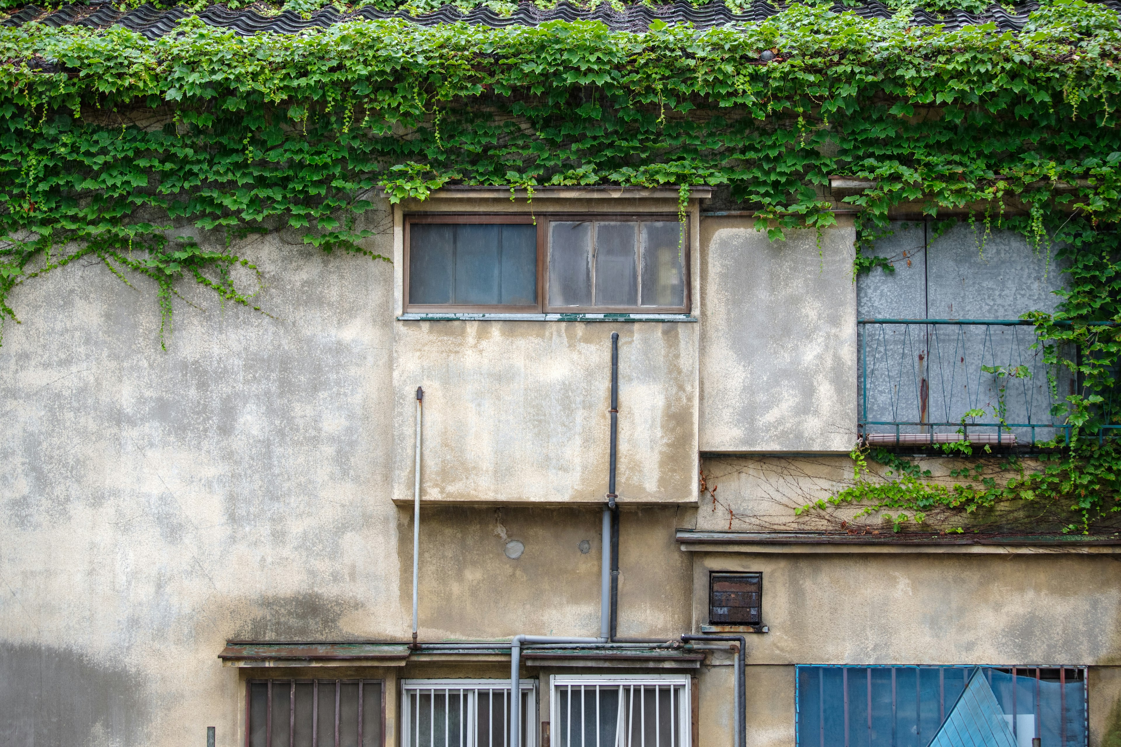 古びた建物の壁に絡まる緑の植物と窓のある外観