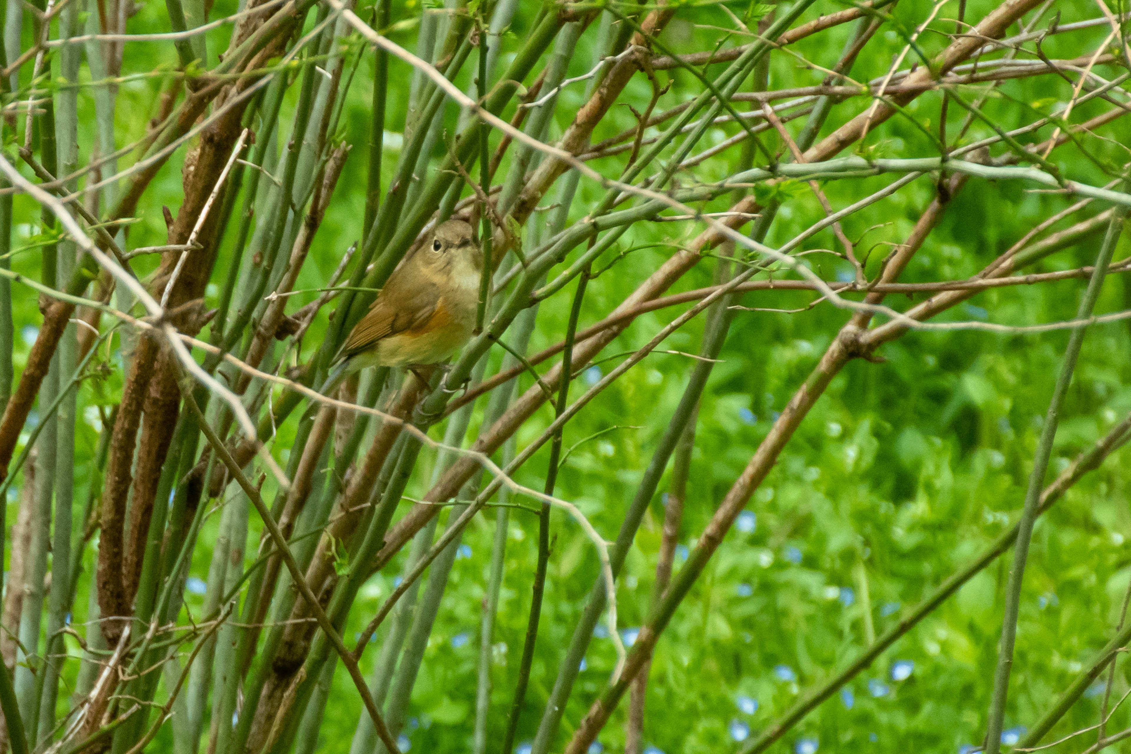 Ein kleiner Vogel, der sich zwischen Zweigen mit grünem Hintergrund versteckt