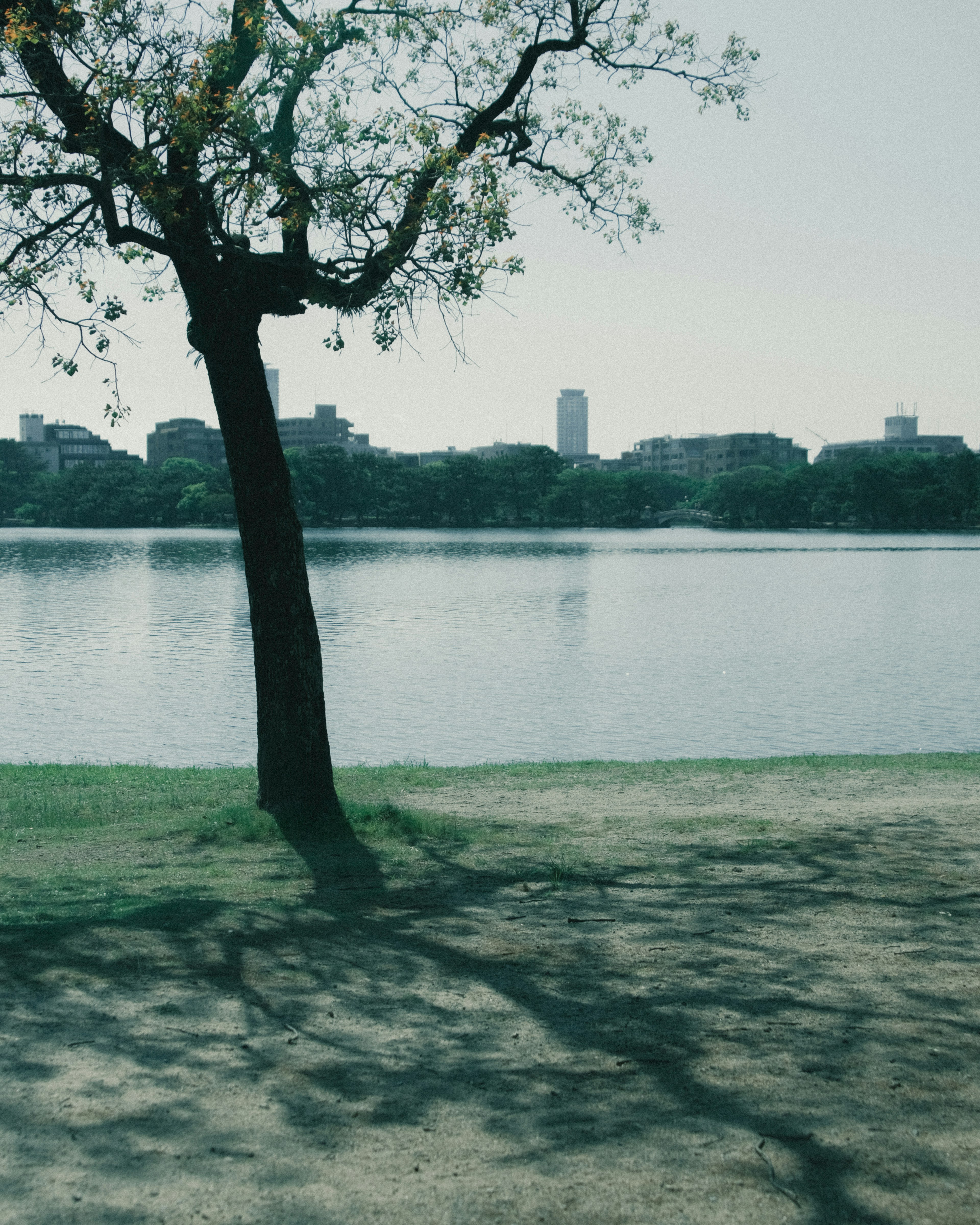 Ein Baum am Ufer des Sees, der einen Schatten wirft, mit einer Stadtsilhouette im Hintergrund