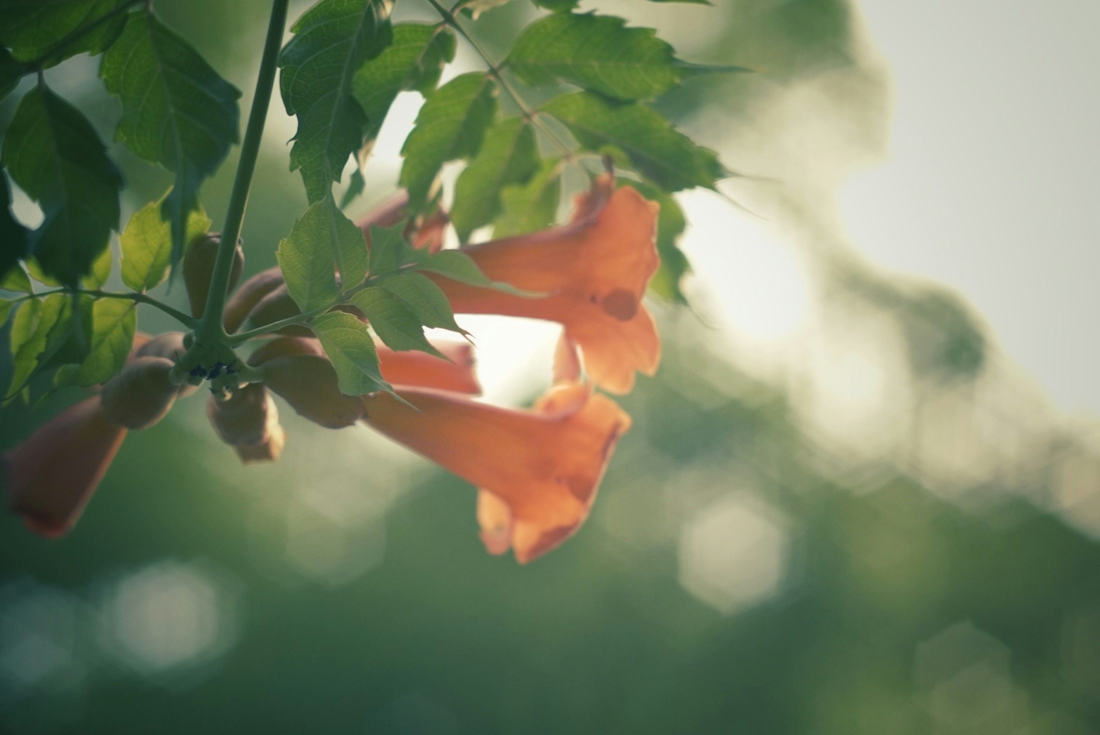 オレンジ色の花と緑の葉がある植物のクローズアップ