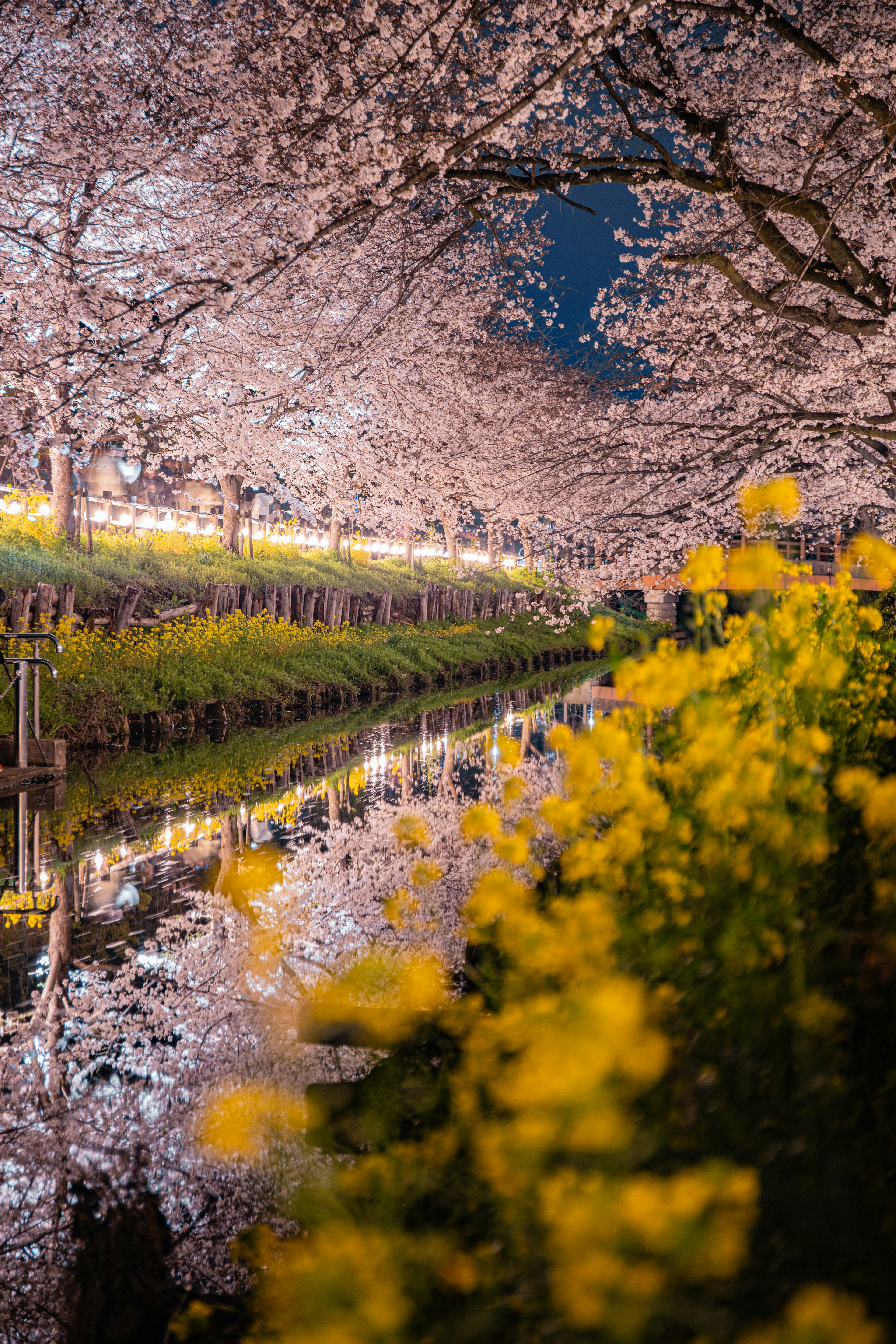 Nighttime view of cherry blossom trees with blooming yellow rapeseed flowers