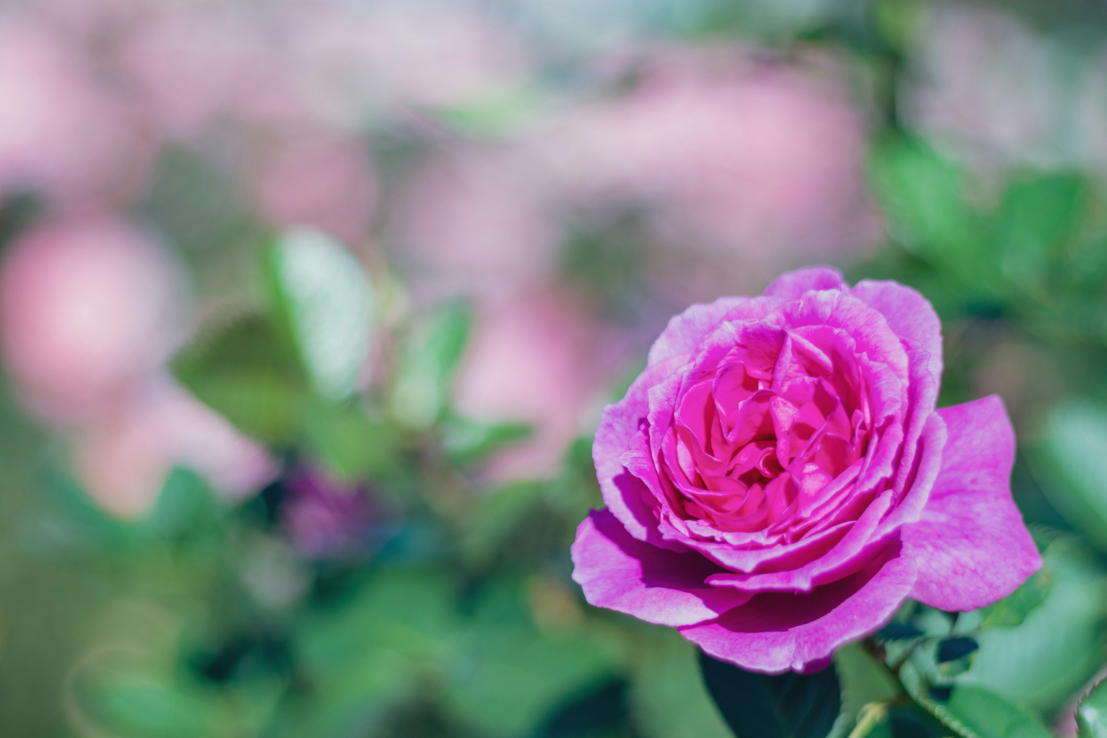 Sebuah mawar pink cerah dikelilingi oleh daun hijau