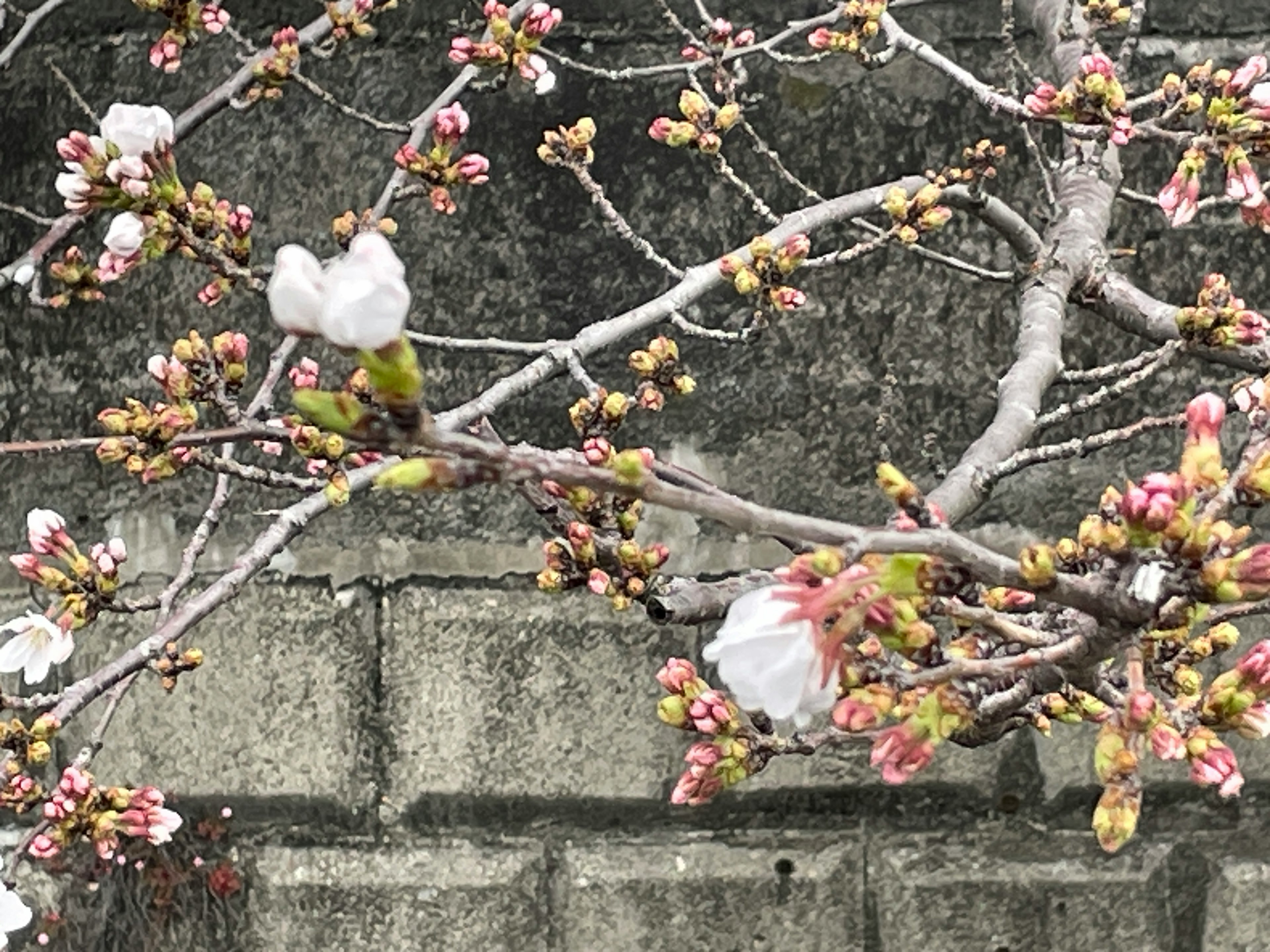 桜のつぼみと花が咲きかけている様子