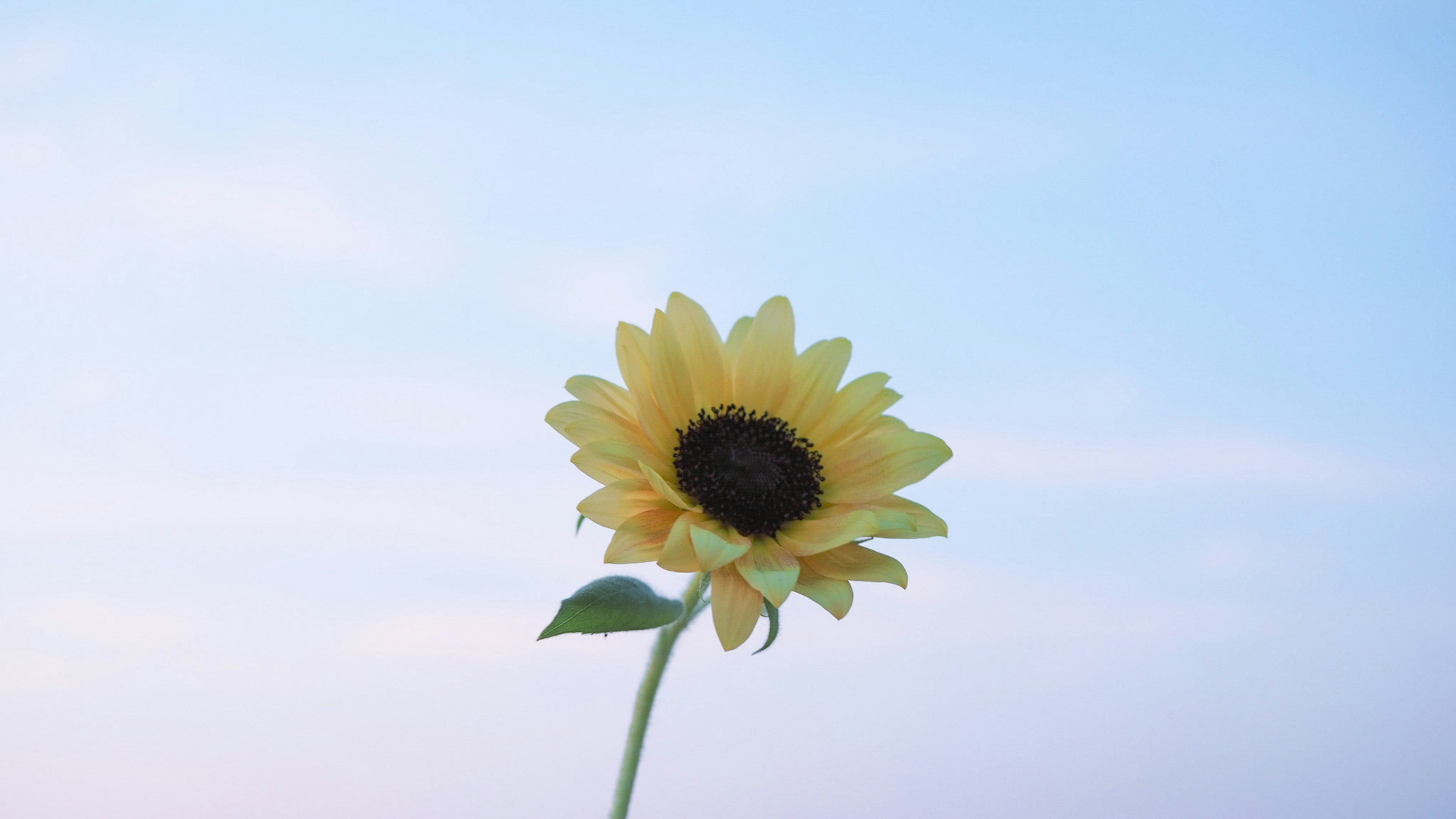 青空の下のひまわりの花