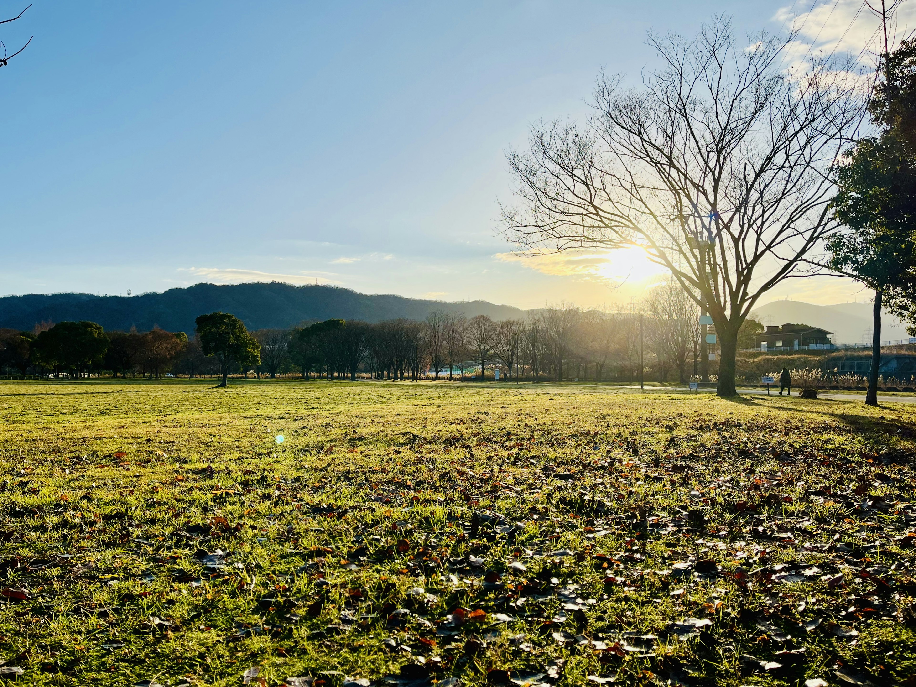 Wide park landscape with sunlight shining through trees and mountains in the background