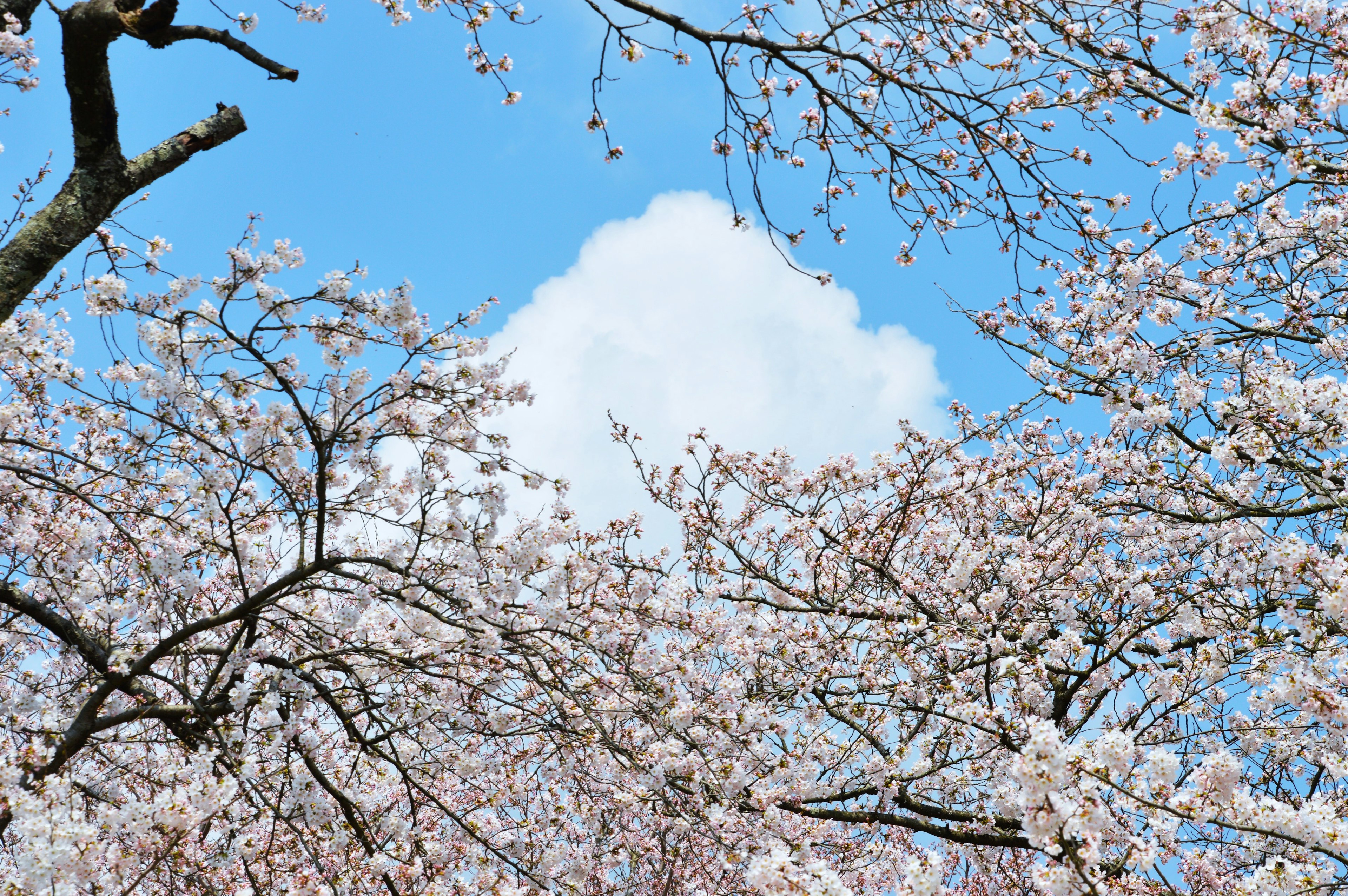 Flores de cerezo en plena floración bajo un cielo azul con una nube blanca