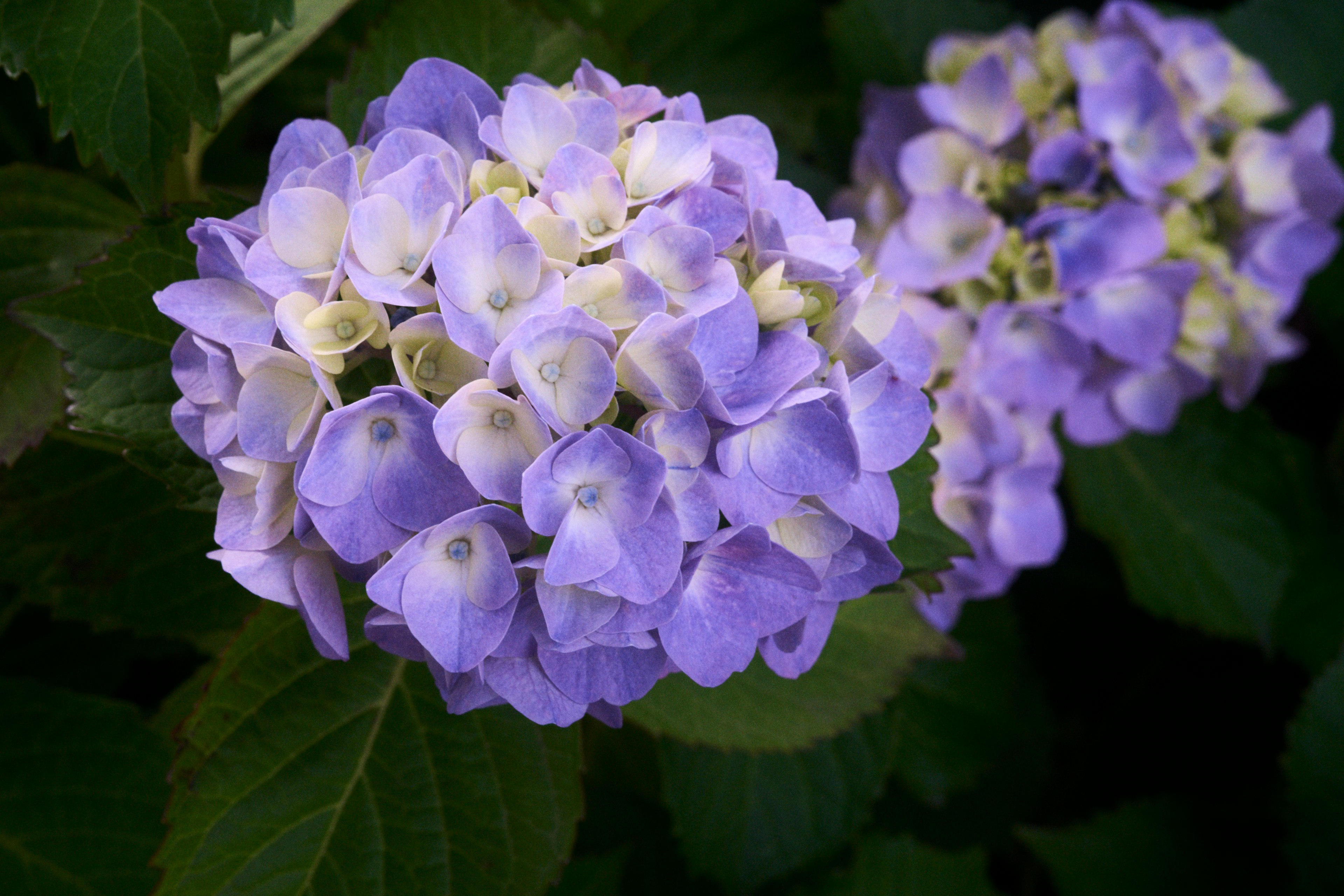 紫色のアジサイの花が咲いている