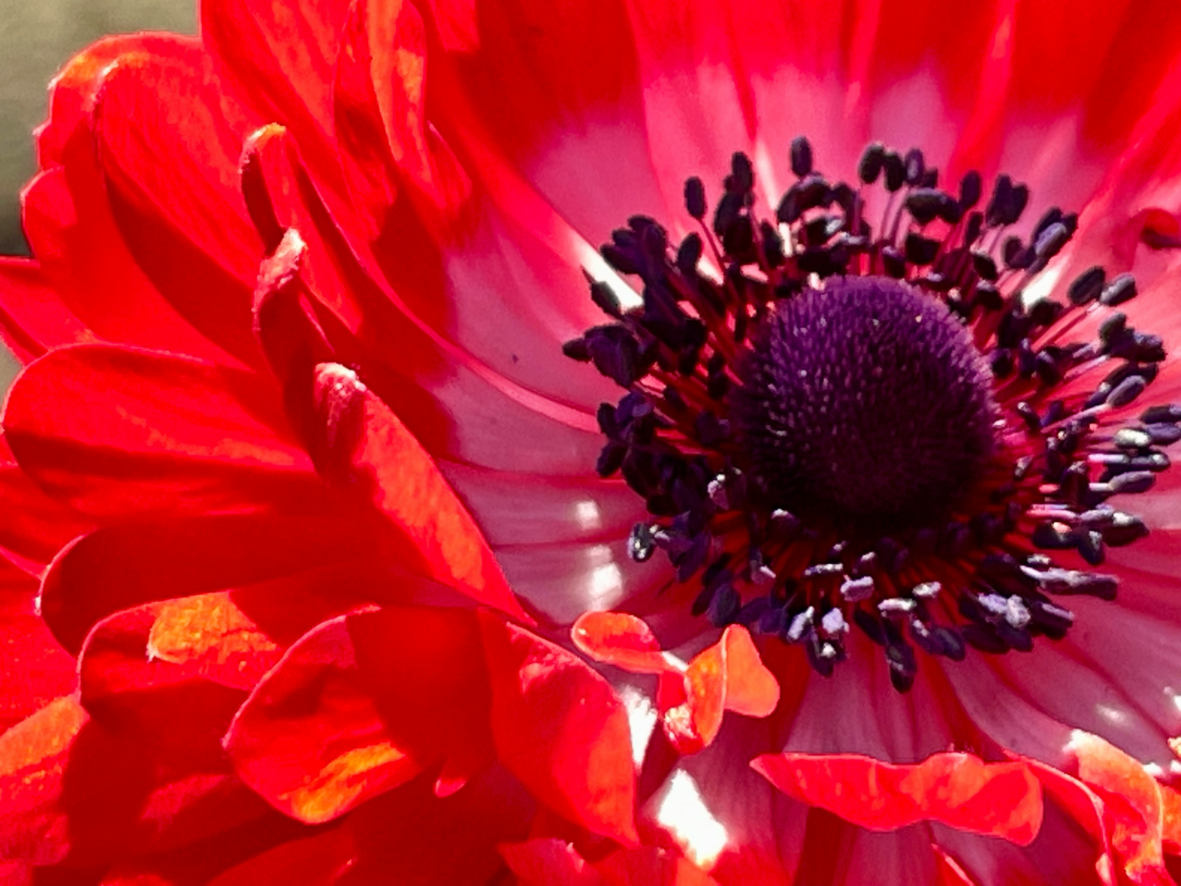 Close-up bunga merah dengan pusat ungu dan benang sari hitam