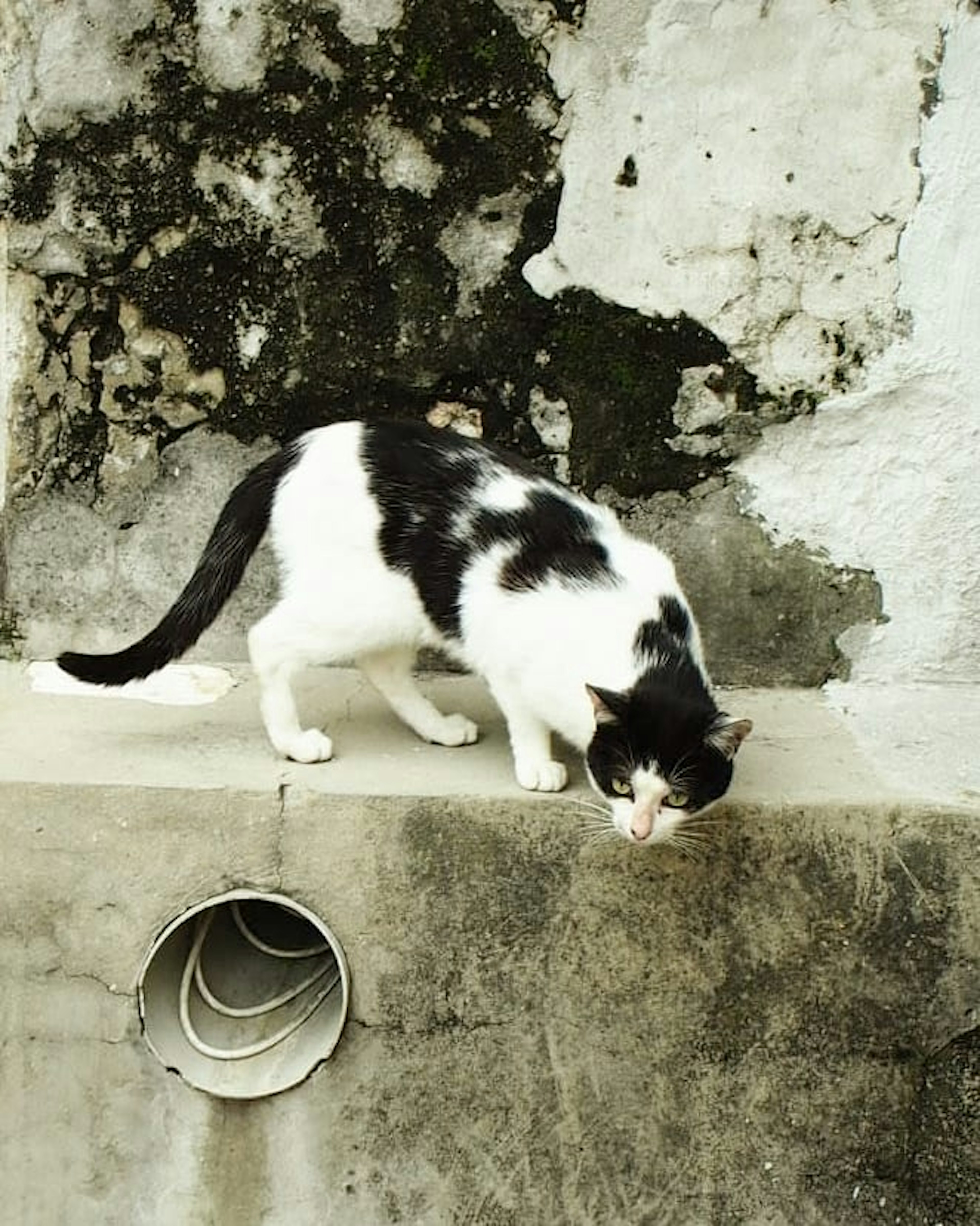 Un gatto bianco e nero che cammina su cemento con un vecchio muro sullo sfondo