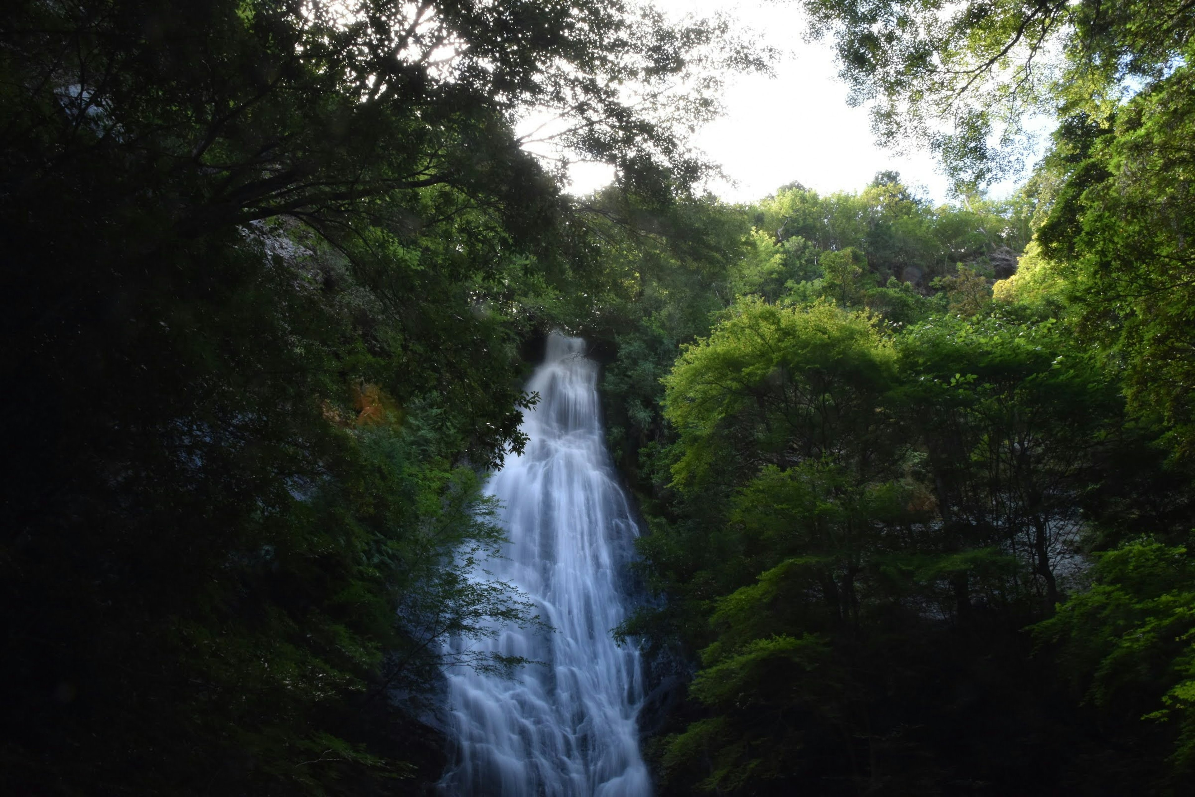 緑豊かな森の中に流れる滝の写真