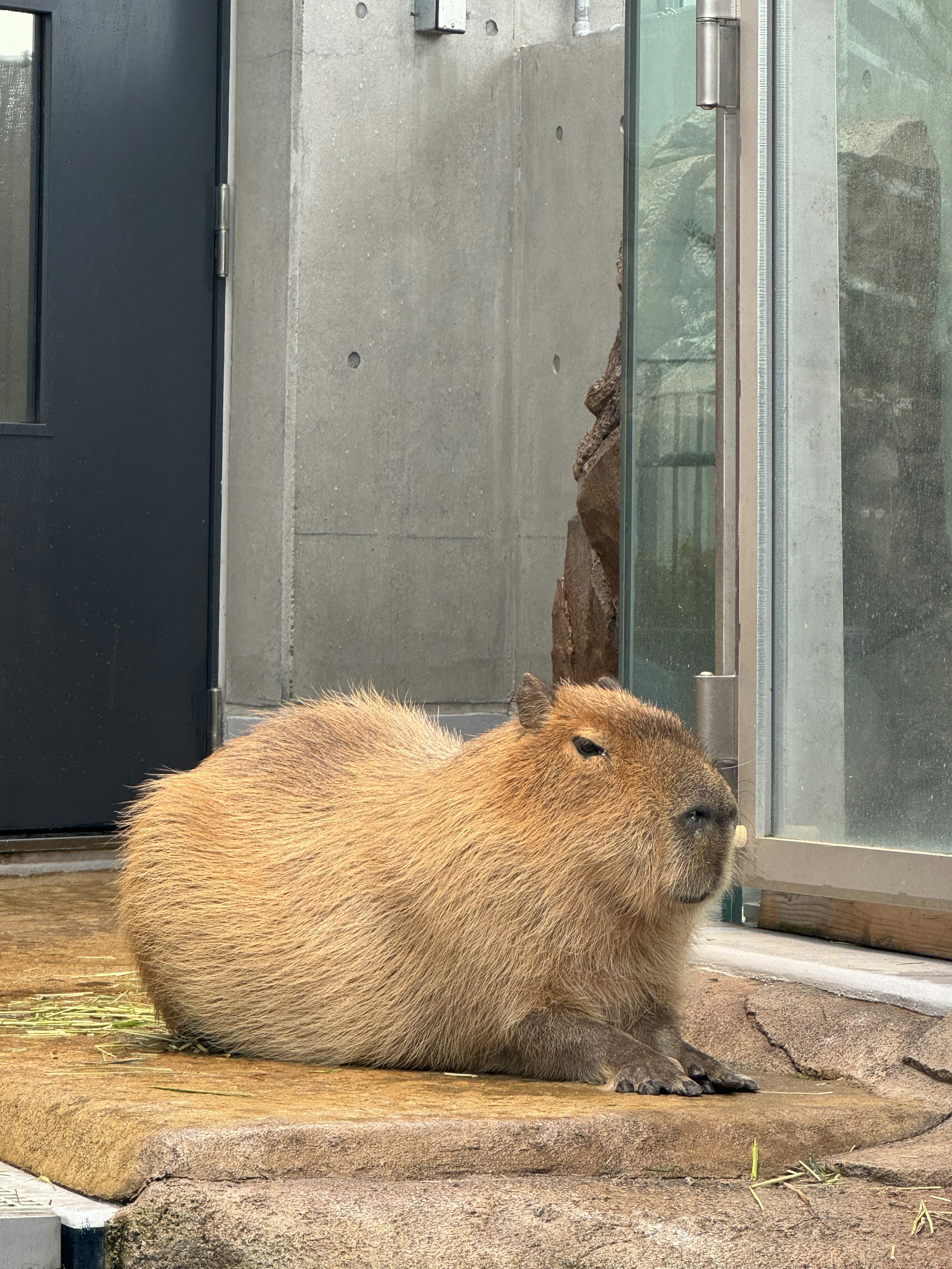 Capybara sitzt nahe einer Glastür