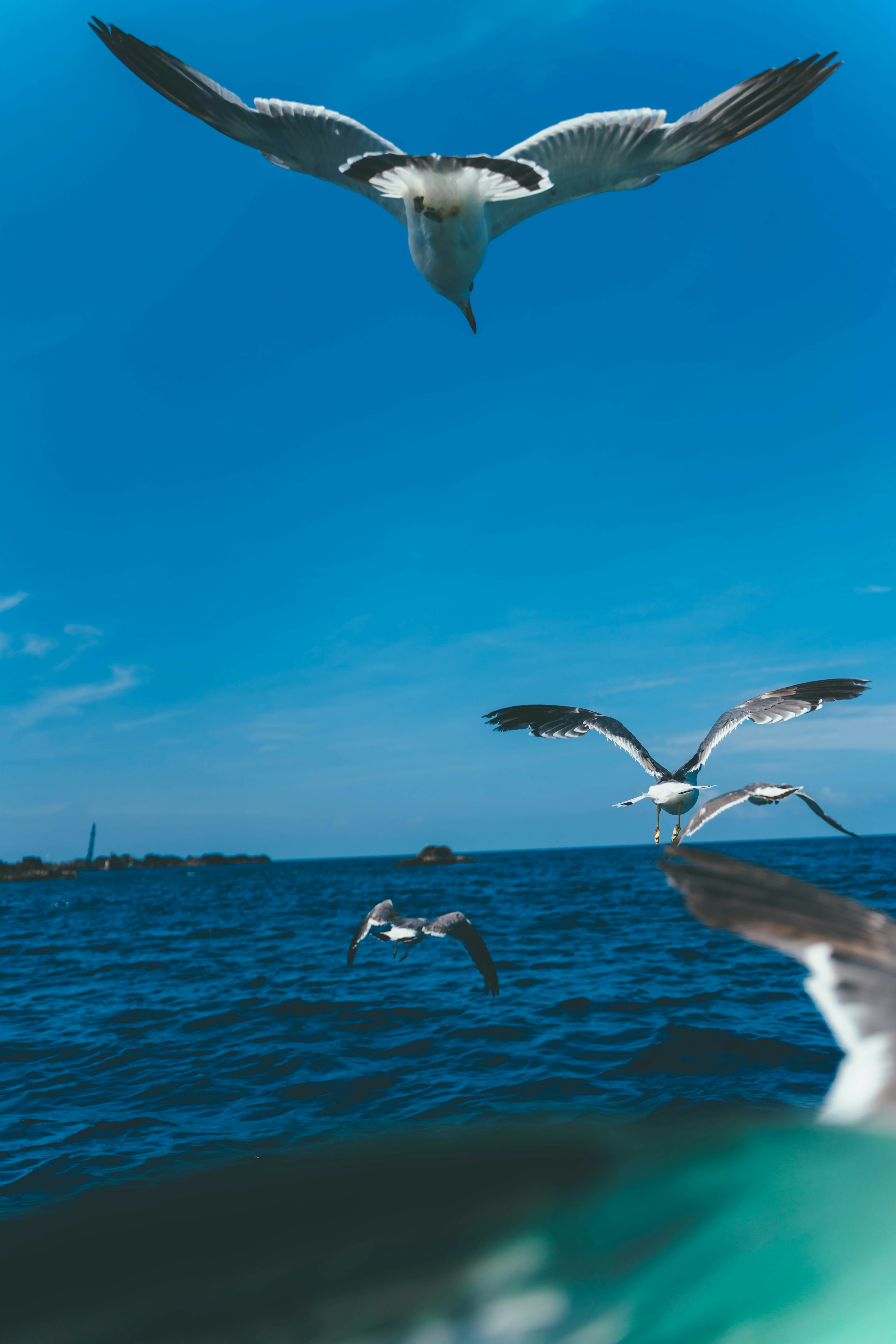 一群海鳥在藍色水面上空飛翔，天空晴朗