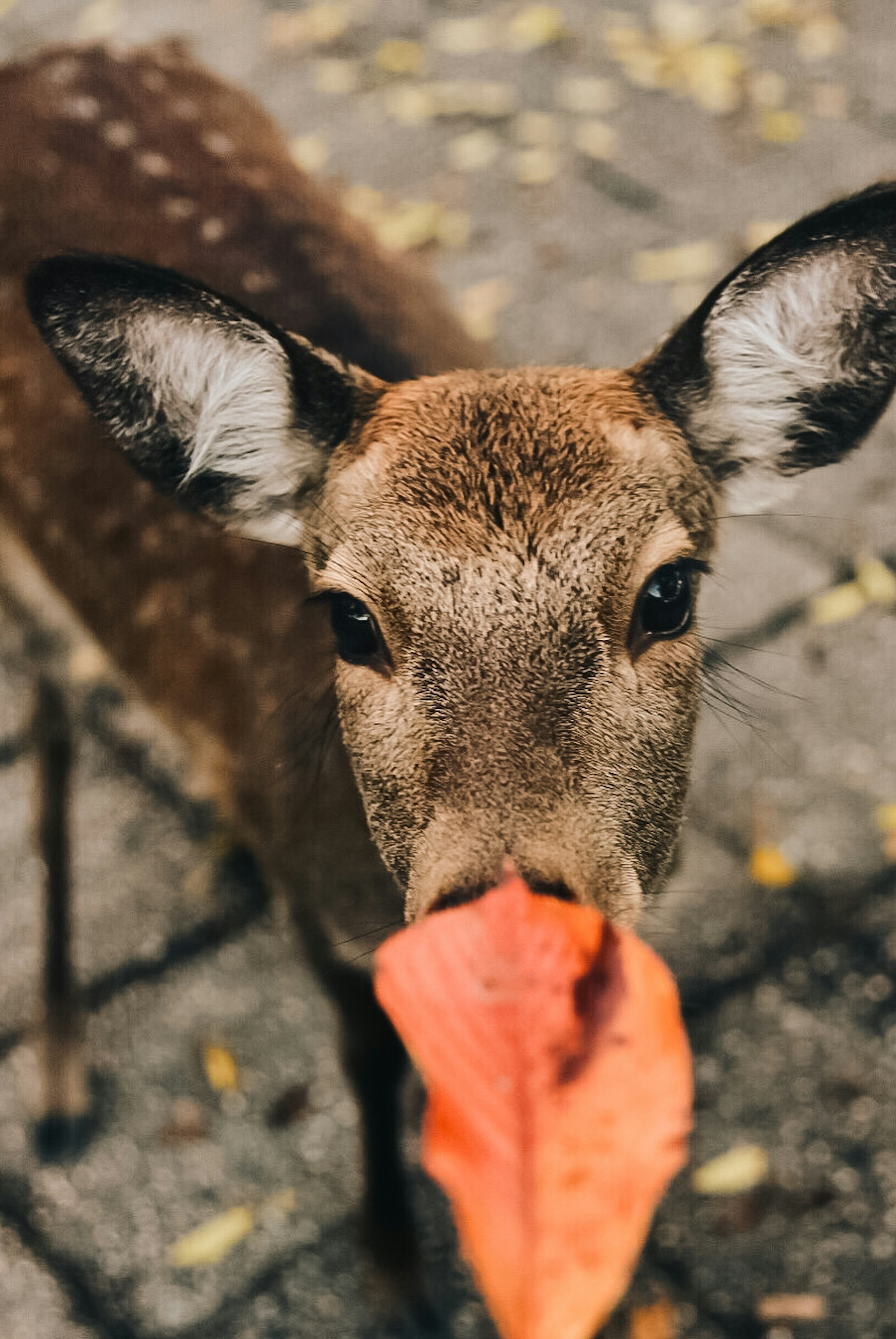 Un jeune cerf tenant une feuille orange dans sa bouche