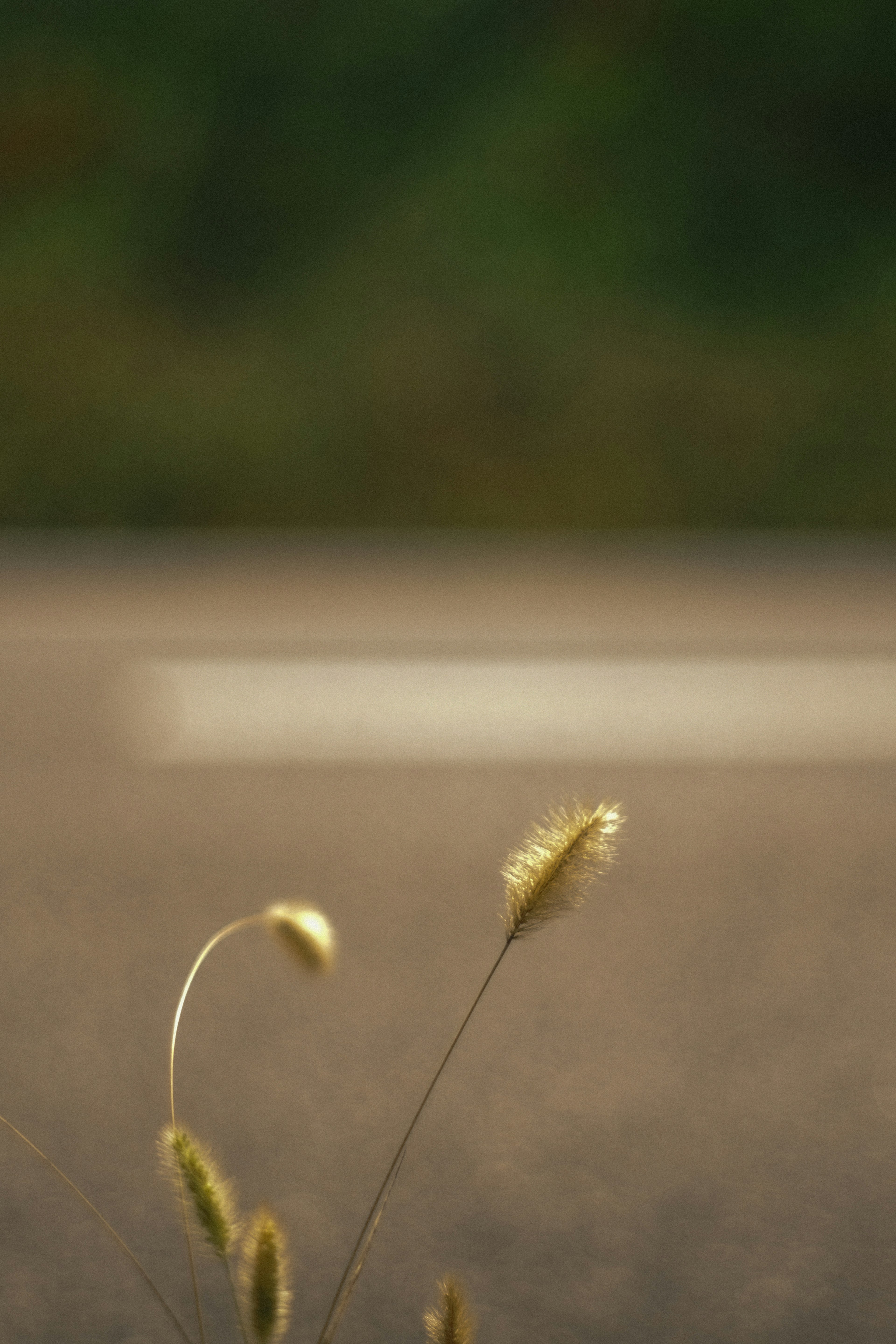 Soft grass spikes growing by the roadside