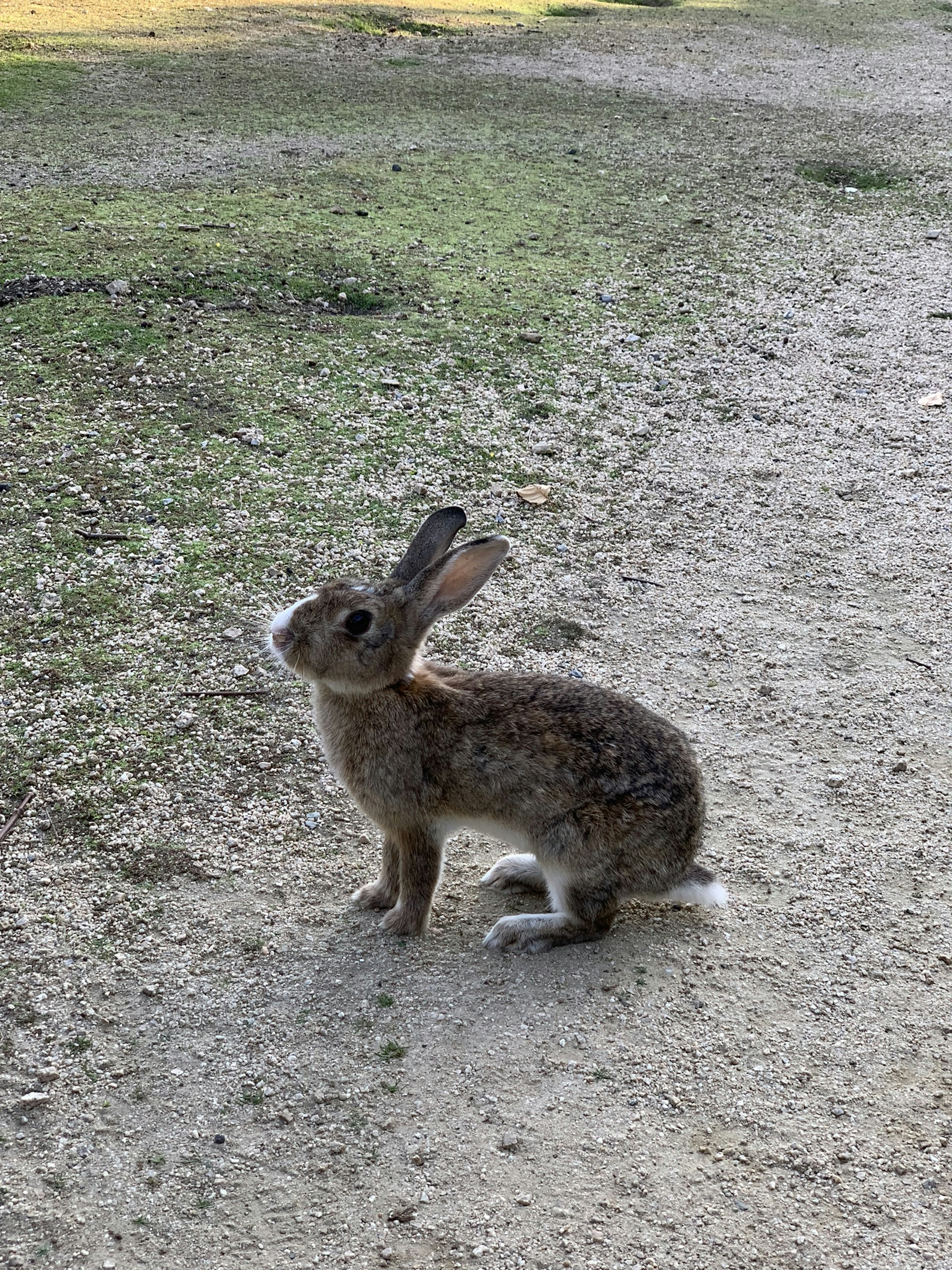 Grauer Hase steht auf einem Erdweg