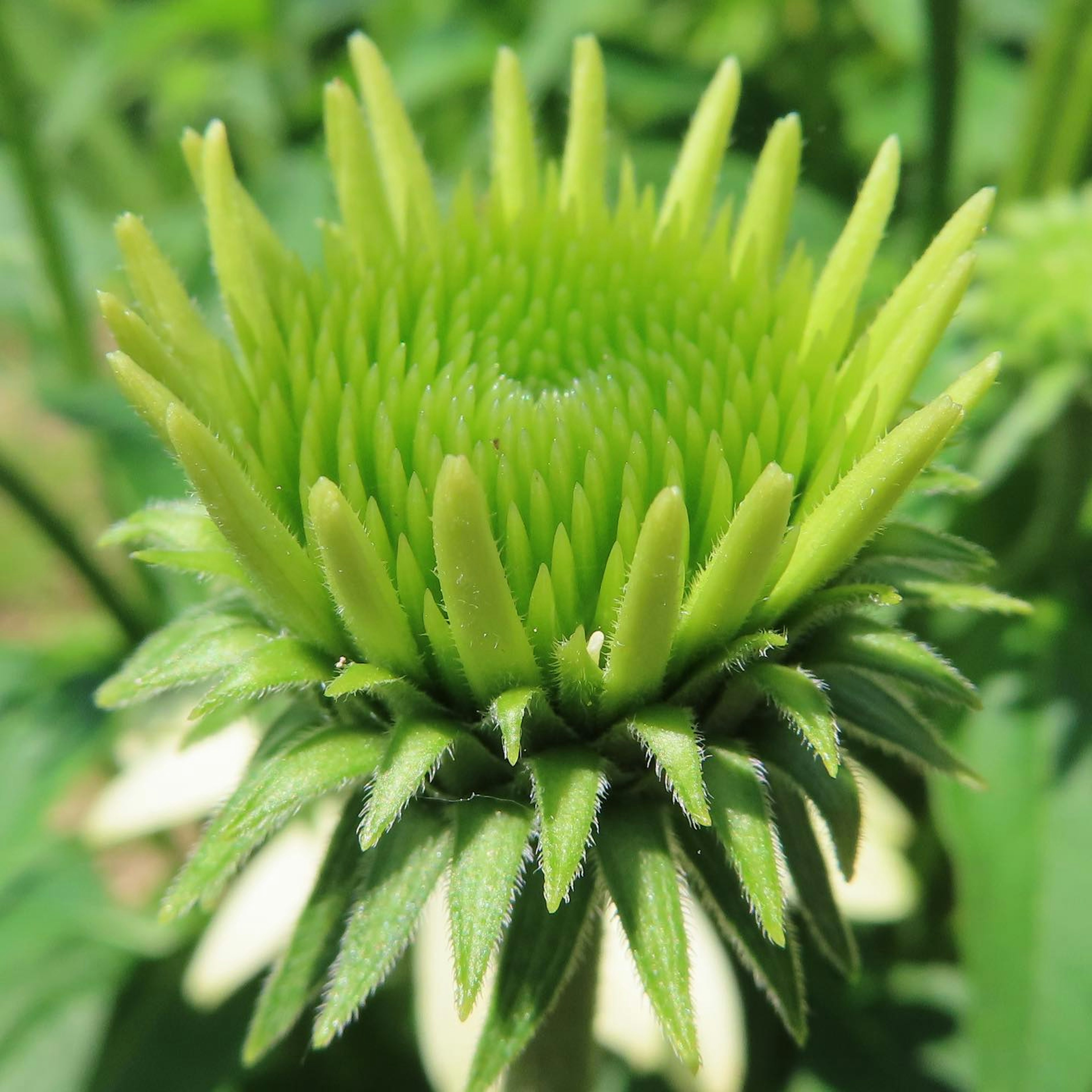 Primo piano di un bocciolo di echinacea verde brillante