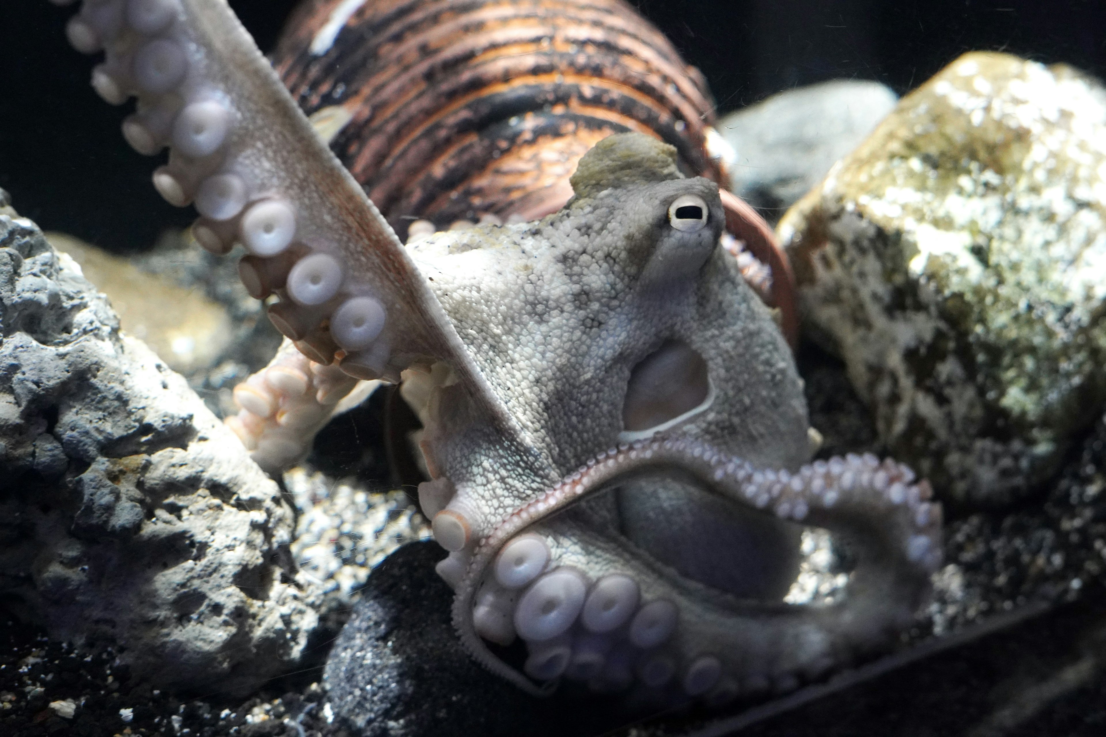 水族館で岩の間にいるタコのクローズアップ写真