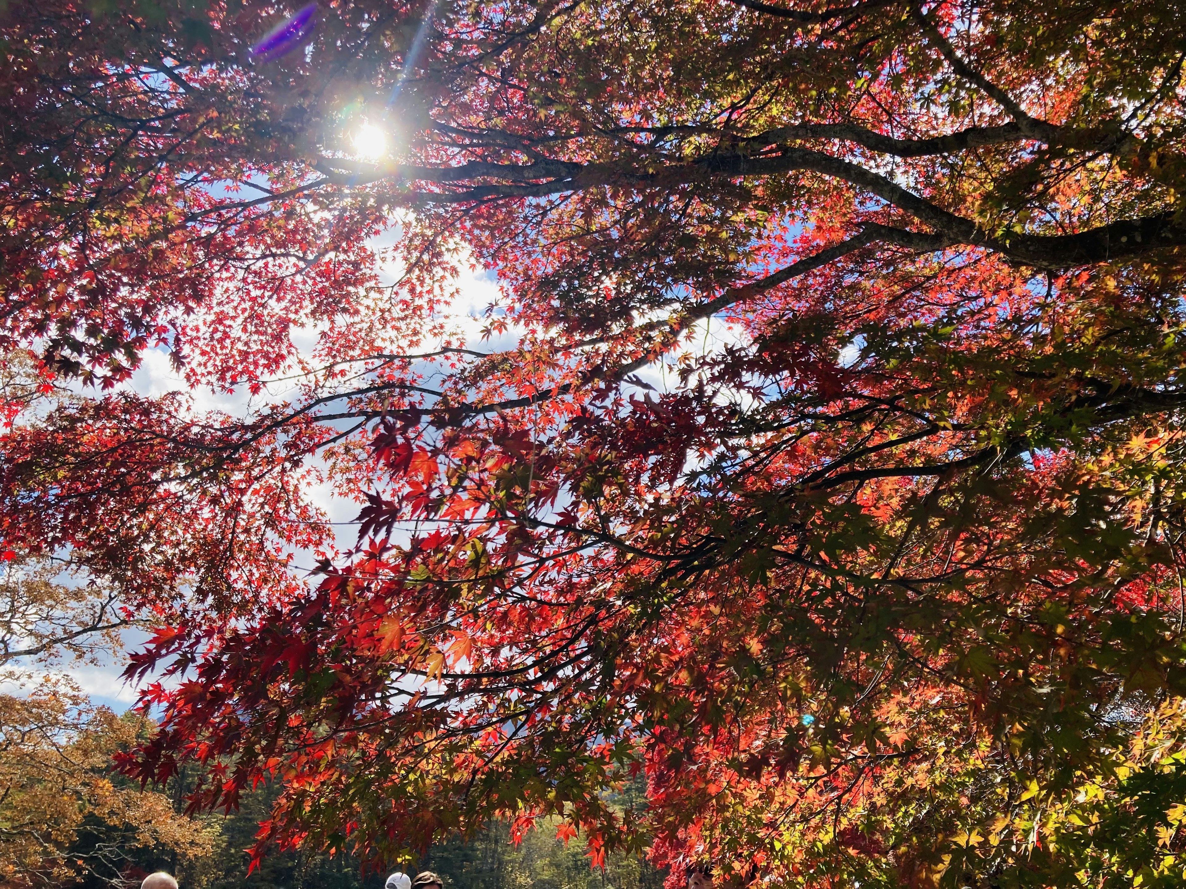 Fogliame autunnale vibrante con la luce del sole che filtra tra gli alberi