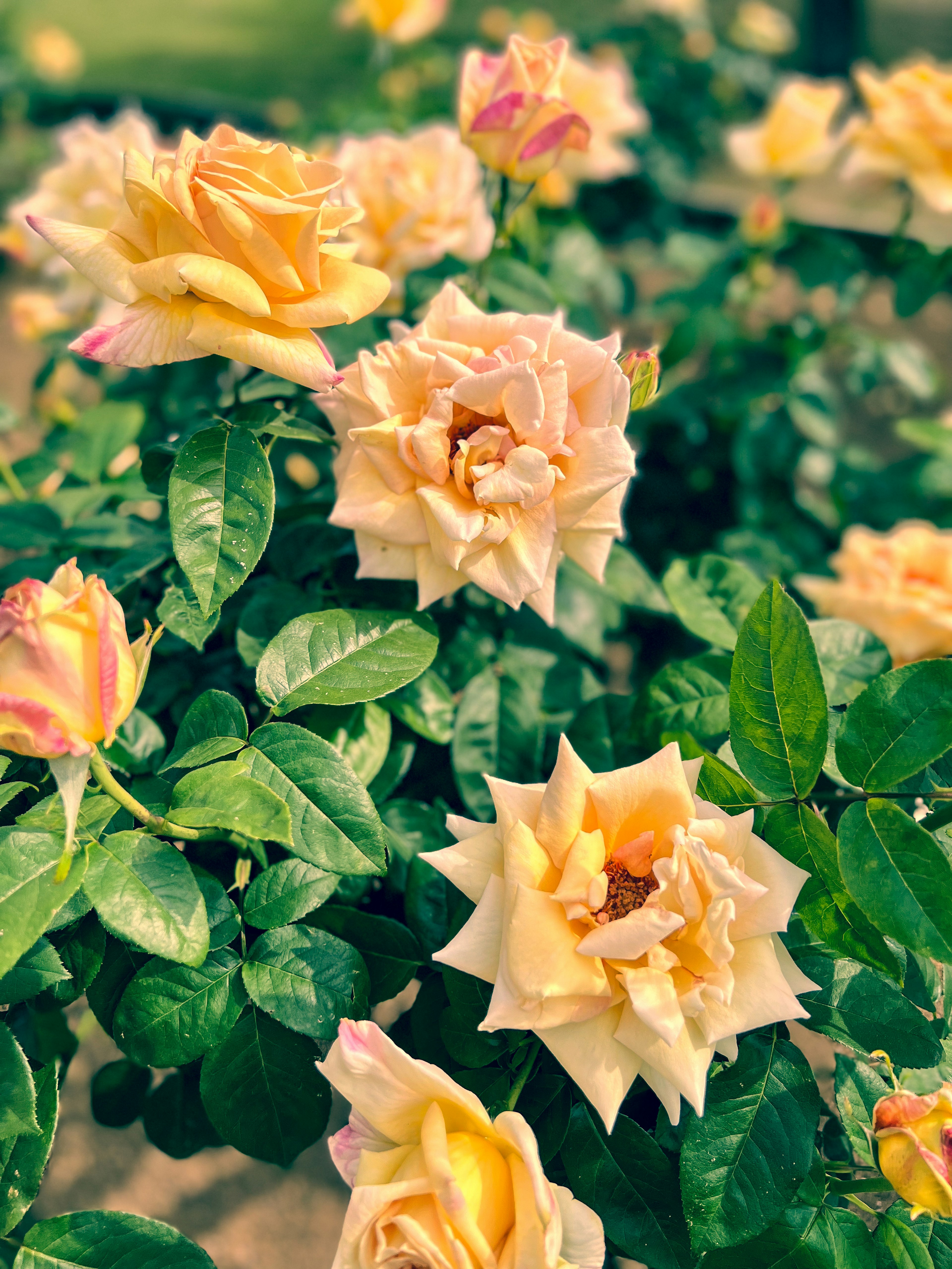 Ein Cluster aus blühenden gelben und pfirsichfarbenen Rosen umgeben von grünen Blättern