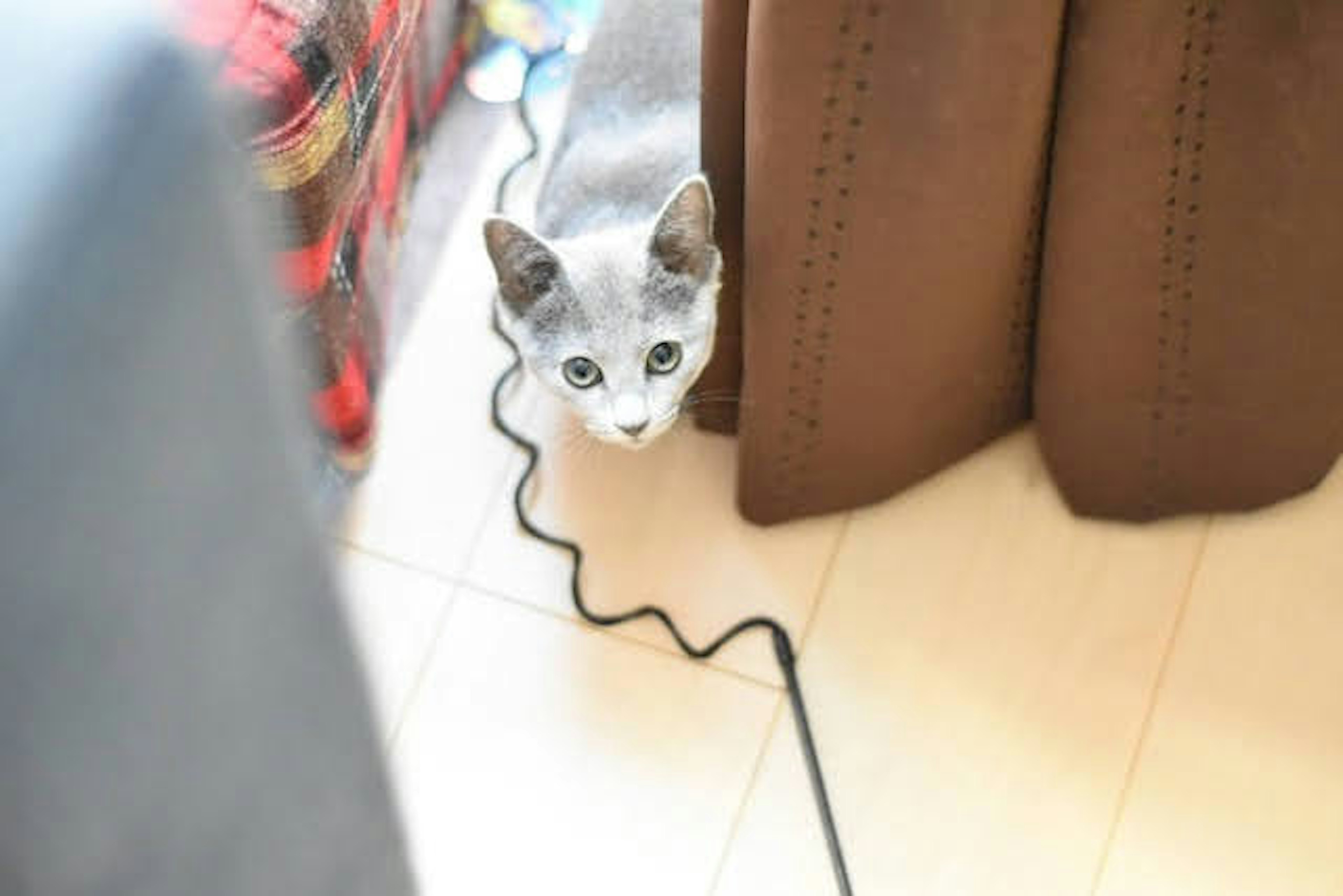 Gray cat peeking from behind the curtain