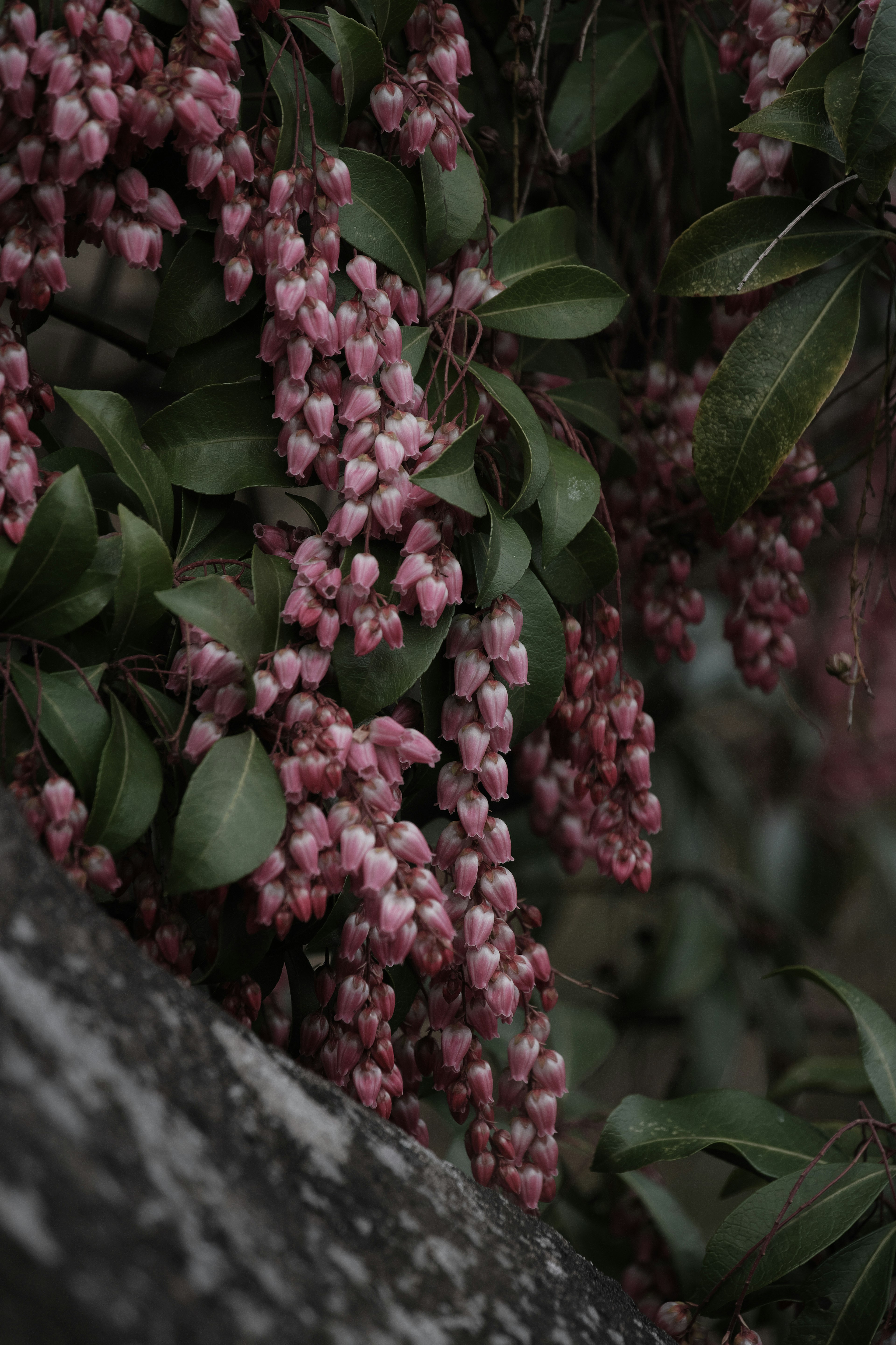 薄いピンク色の花と緑の葉が絡み合う植物のクローズアップ