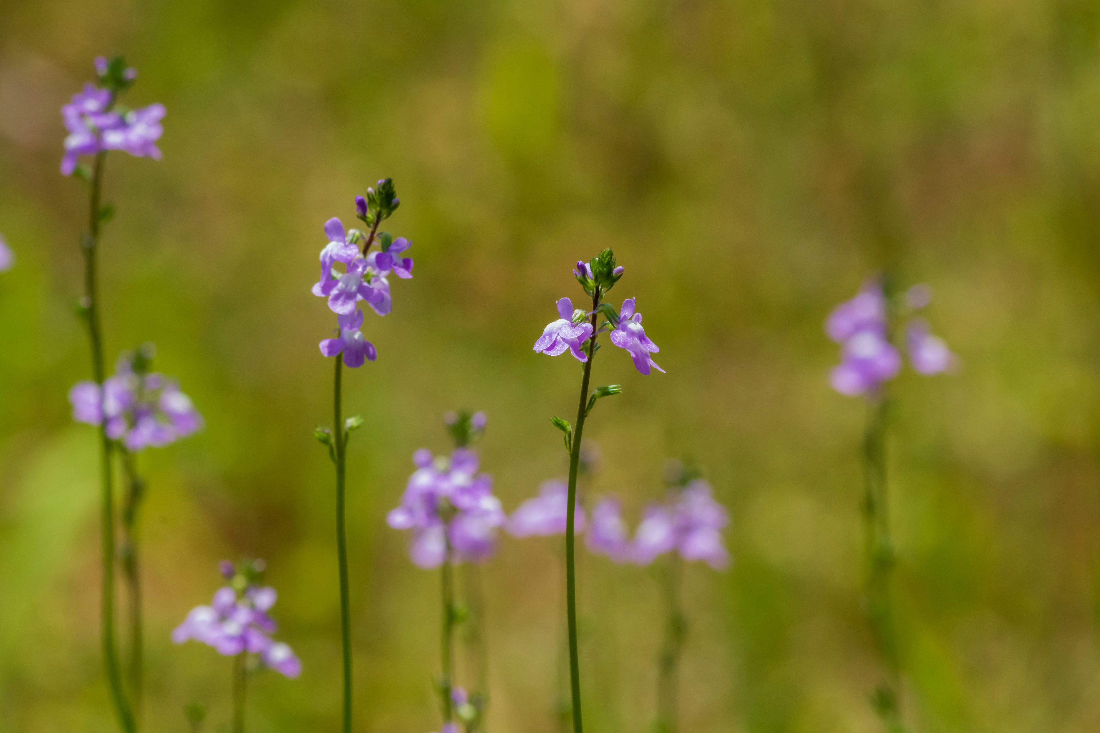 Champ de fleurs violettes en flou