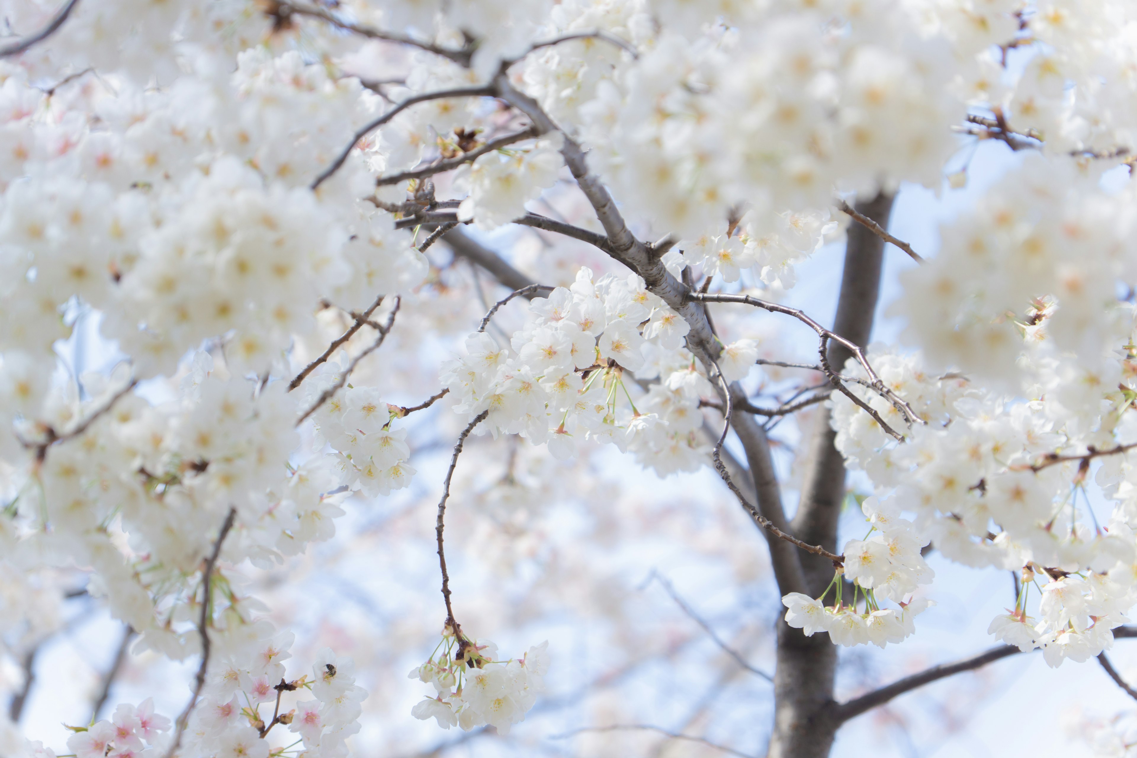 Close-up of tree branches with blooming white flowers