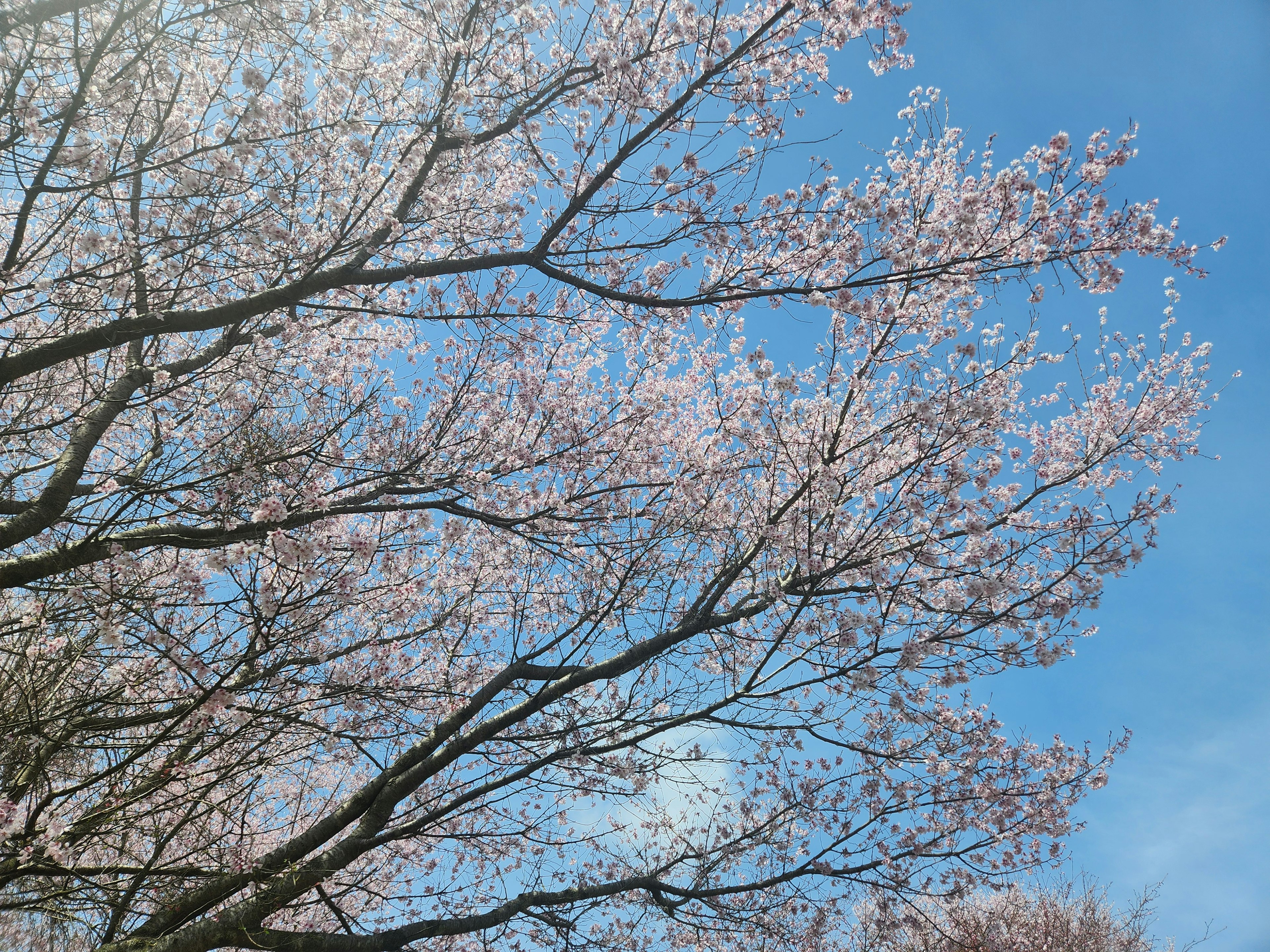 Branches of cherry blossoms blooming against a blue sky