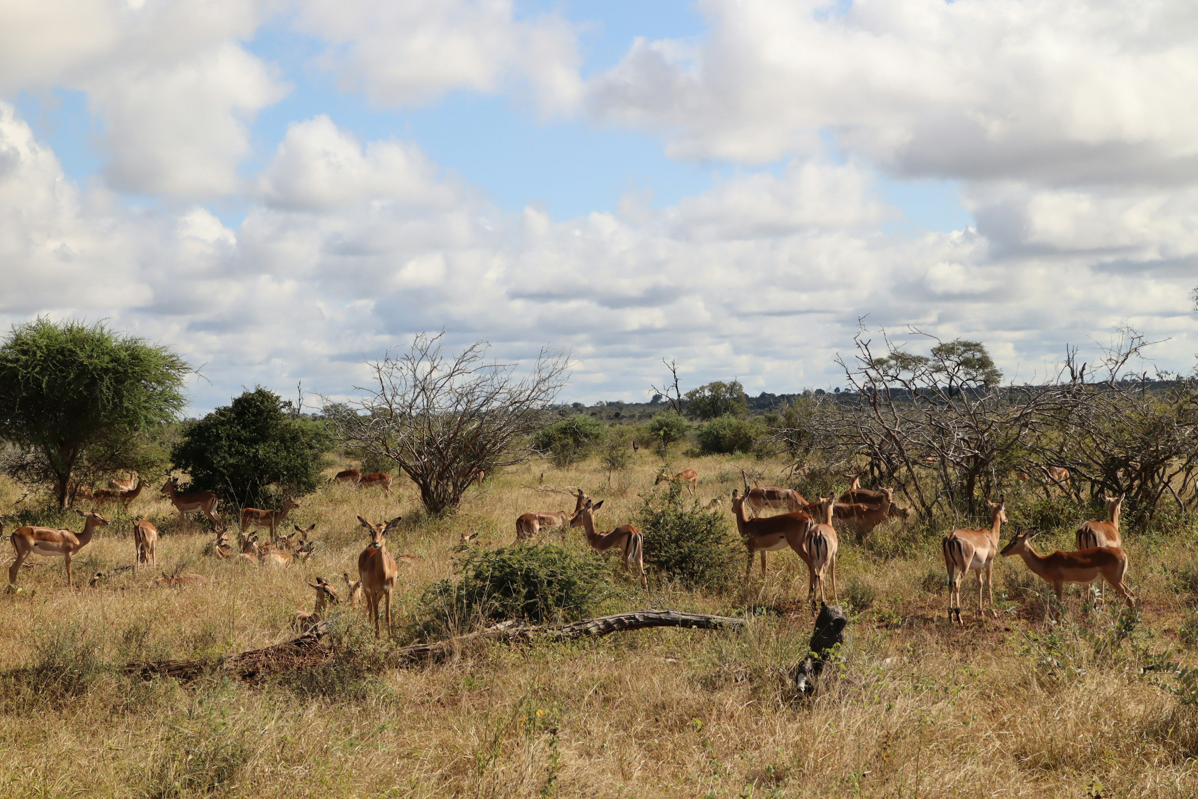 Một đàn impala đang gặm cỏ trong cảnh quan savanna dưới bầu trời nhiều mây