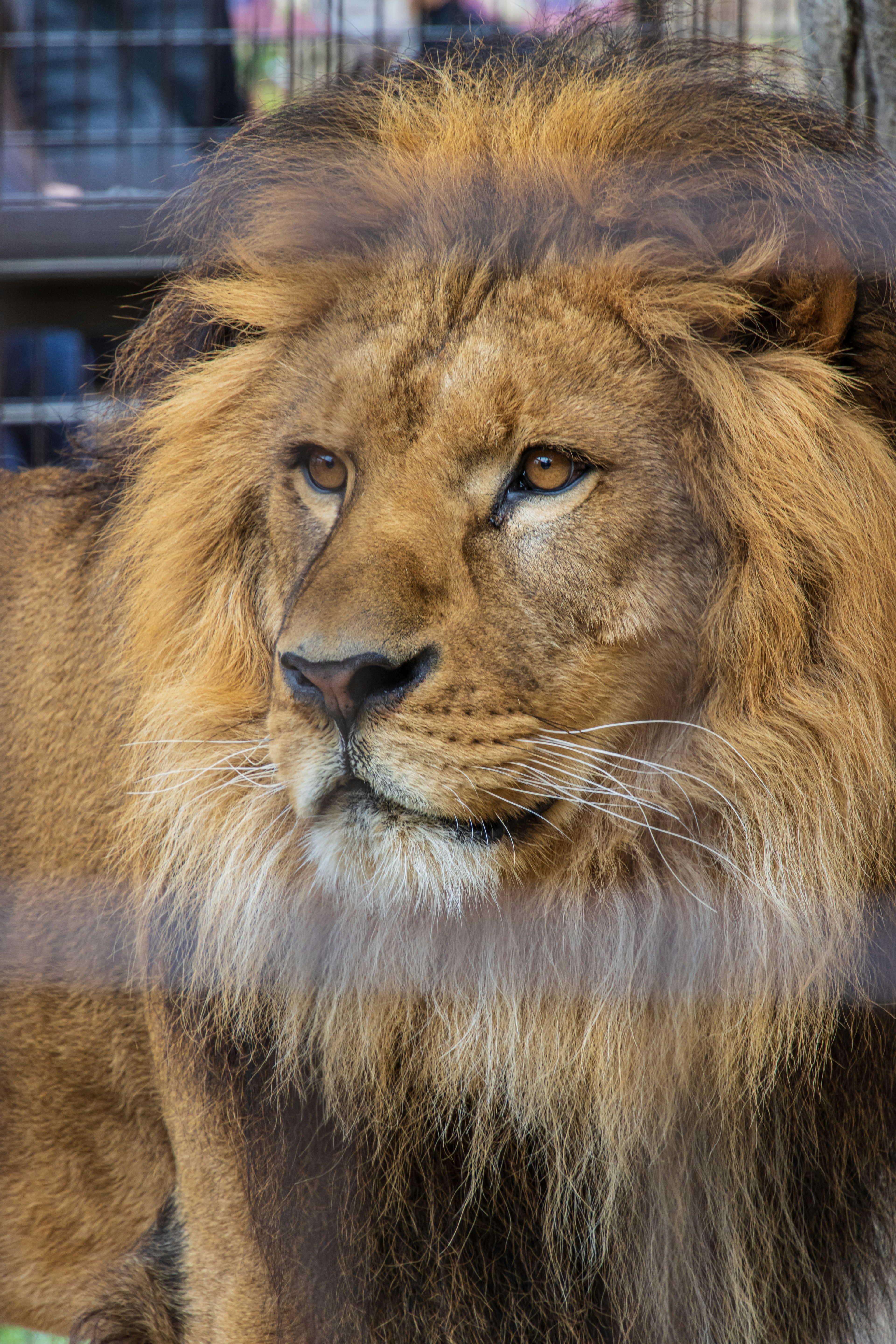 Close-up of a lion's face featuring a majestic mane and sharp eyes