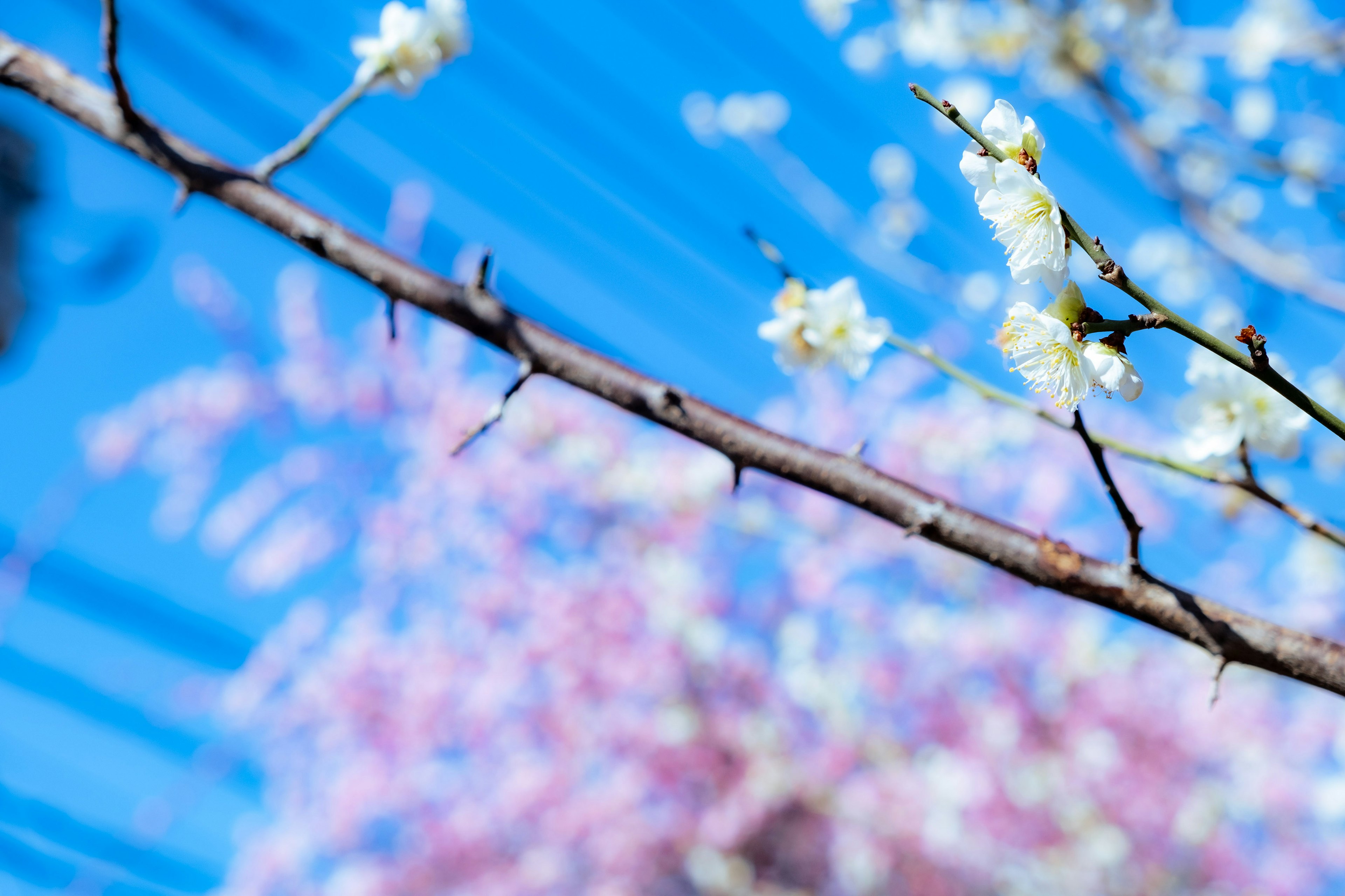 Rama con flores blancas contra un cielo azul y flores rosas de fondo