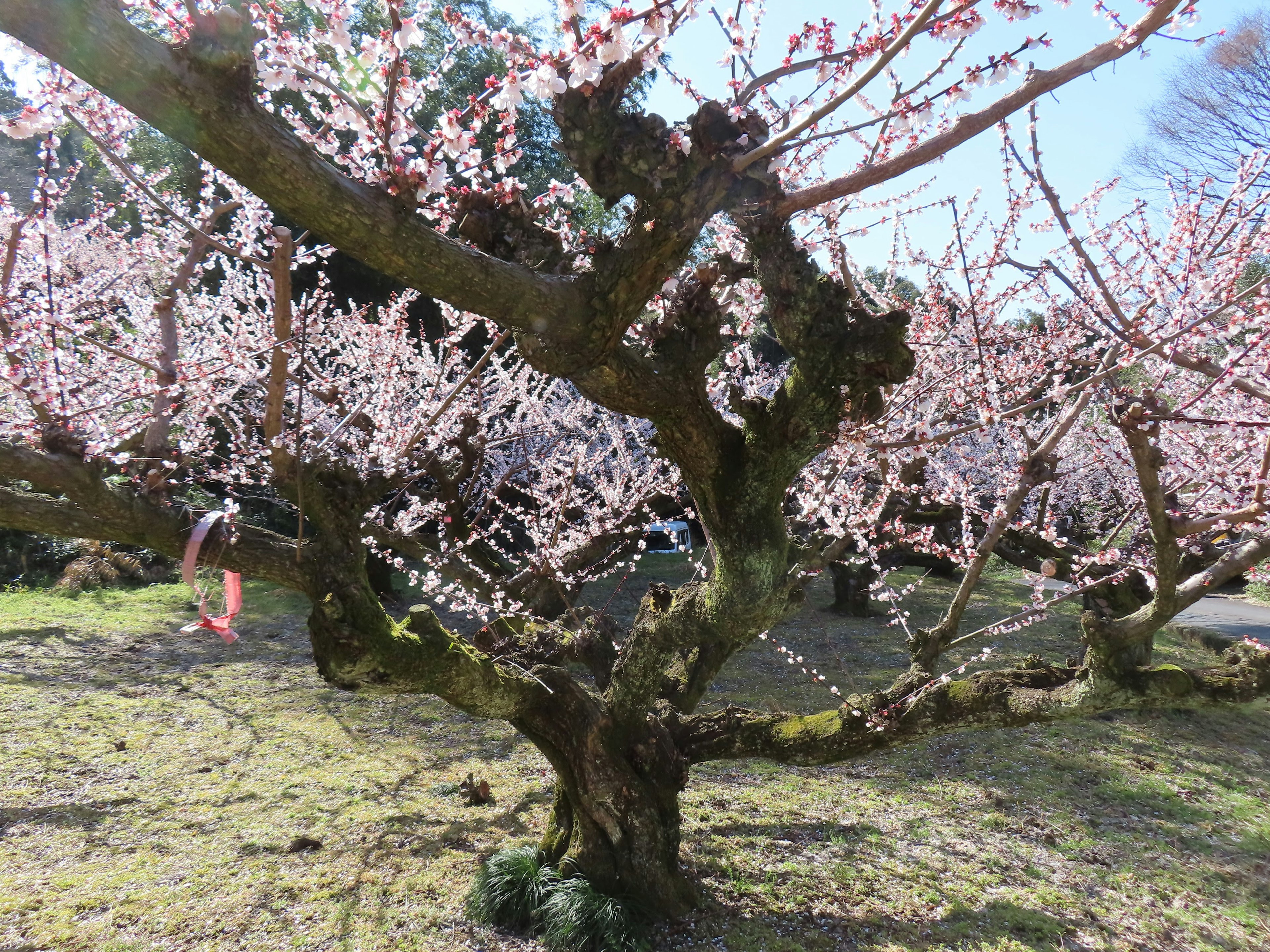 桜の木が満開の花を咲かせている風景