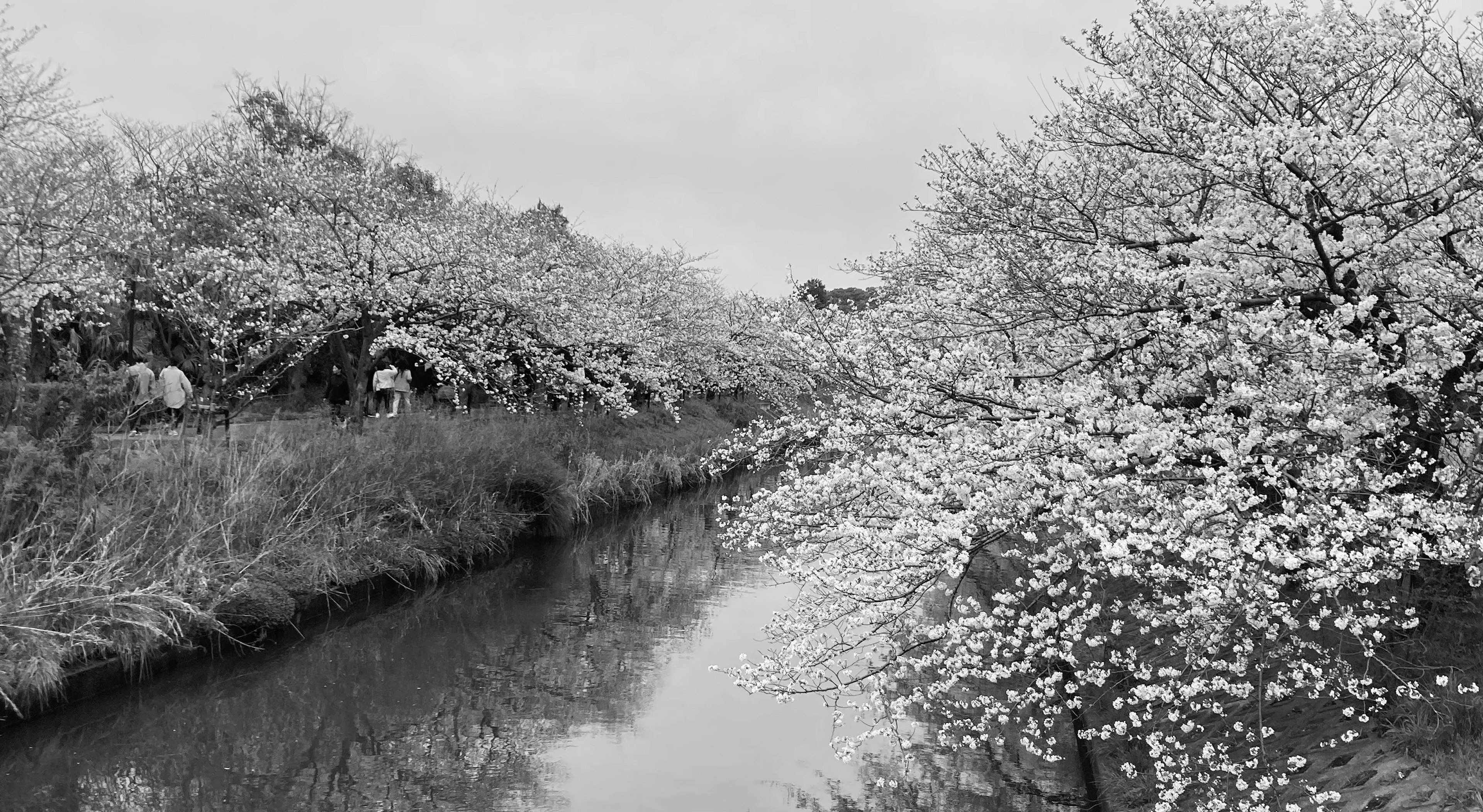 黑白樱花树沿着宁静河流的场景