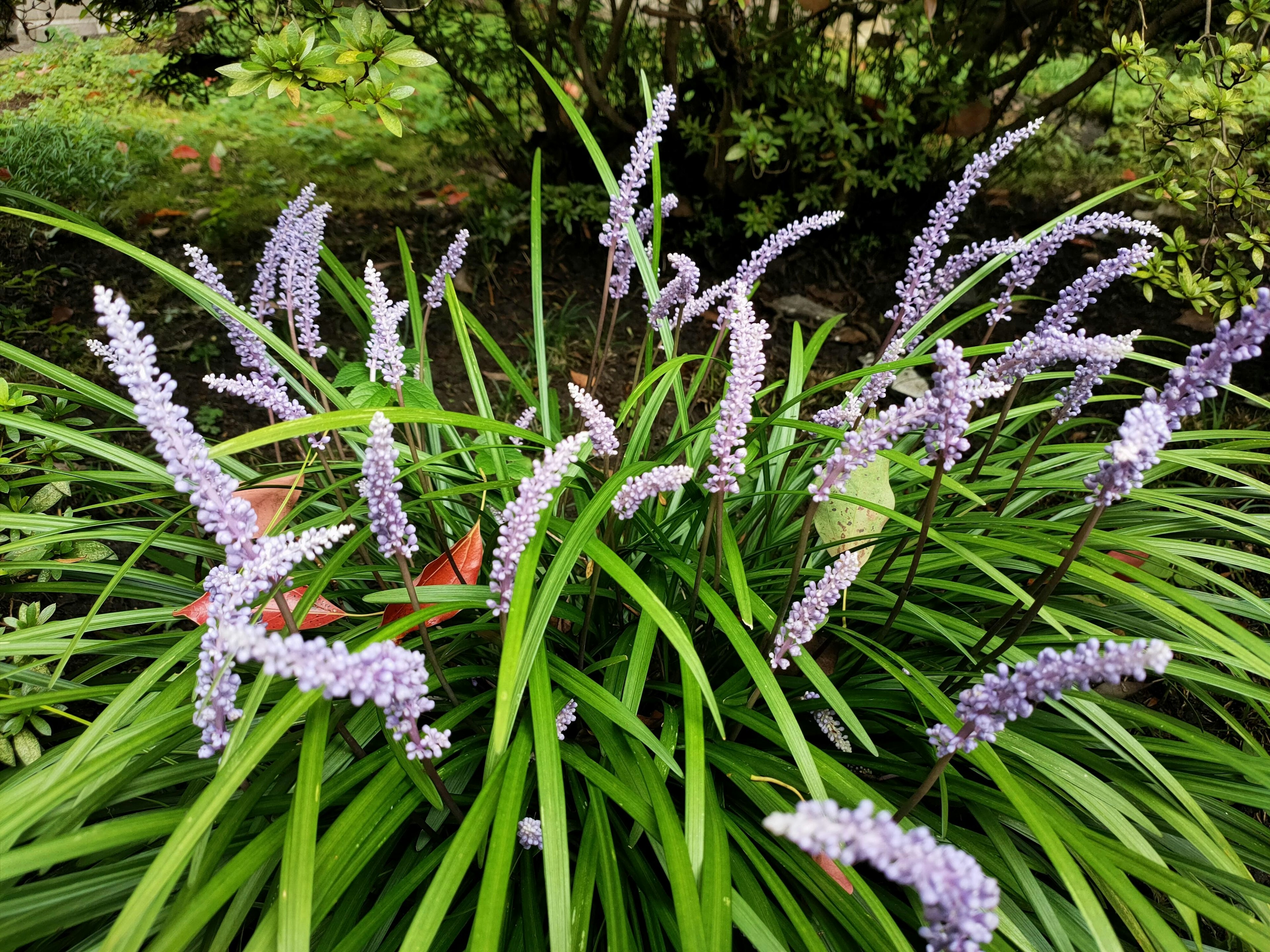 Nahaufnahme einer Pflanze mit hellvioletten Blumen, umgeben von grünen Blättern