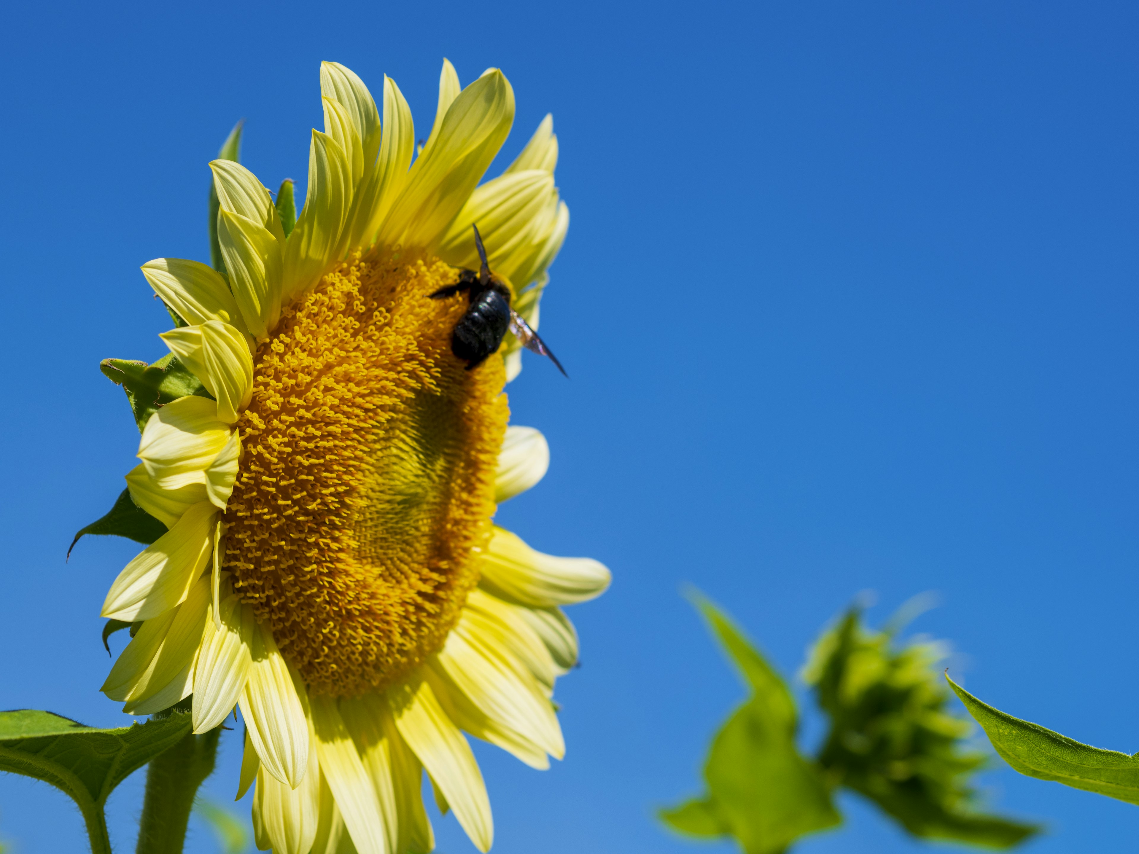 Biene auf einer Sonnenblume unter einem klaren blauen Himmel