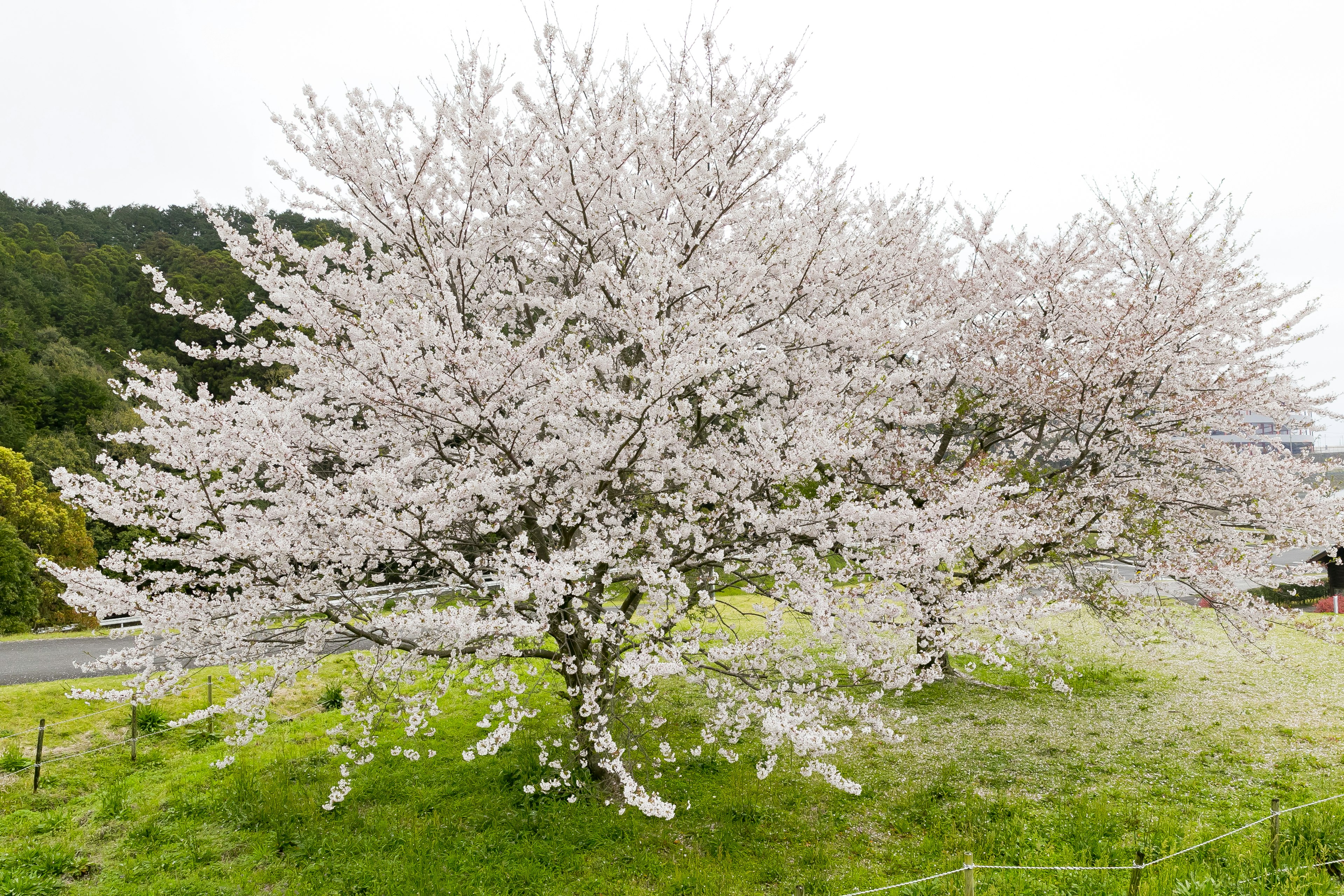 A blooming cherry blossom tree in a green field