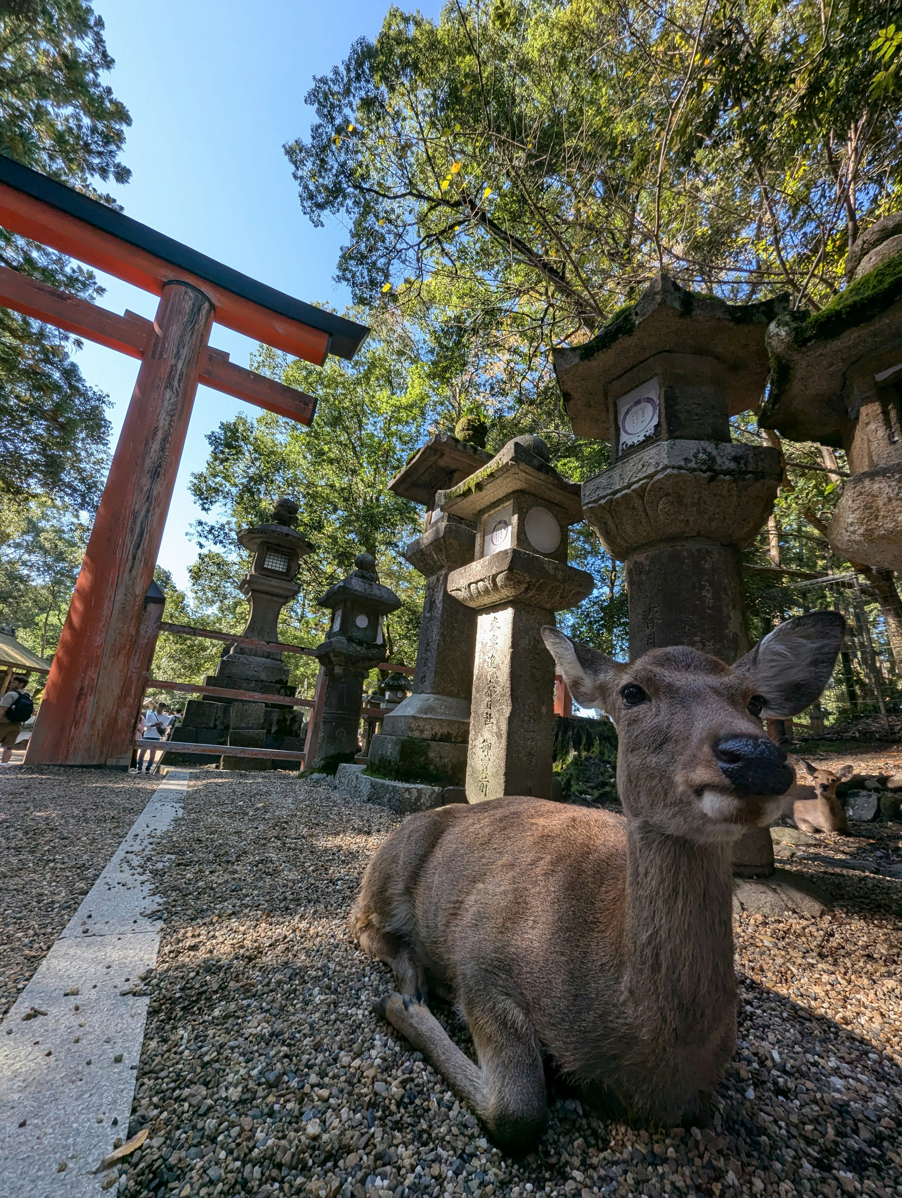 奈良公園內一隻鹿在石燈籠旁休息