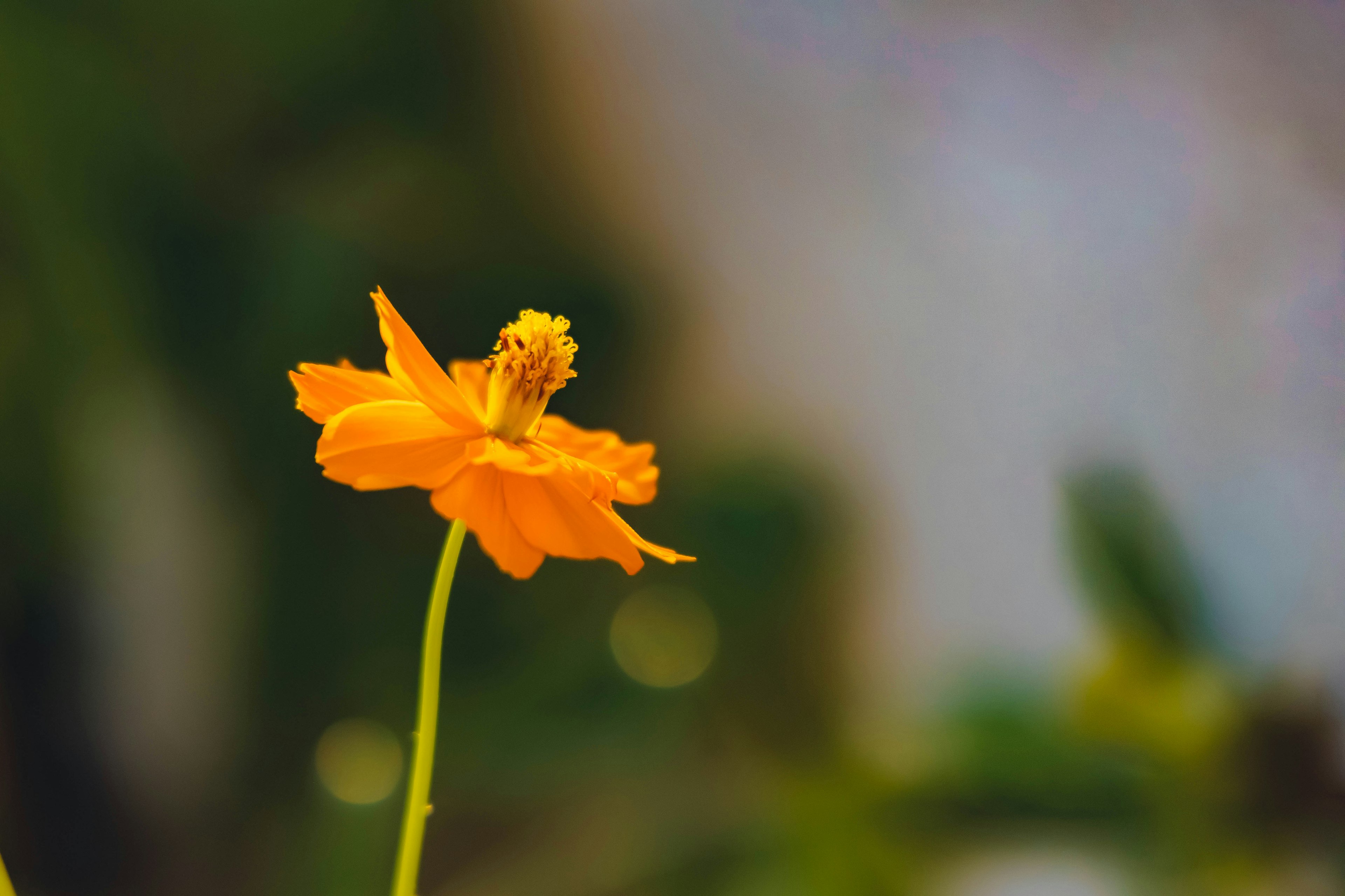 Eine einzelne orange Blume mit verschwommenem Hintergrund