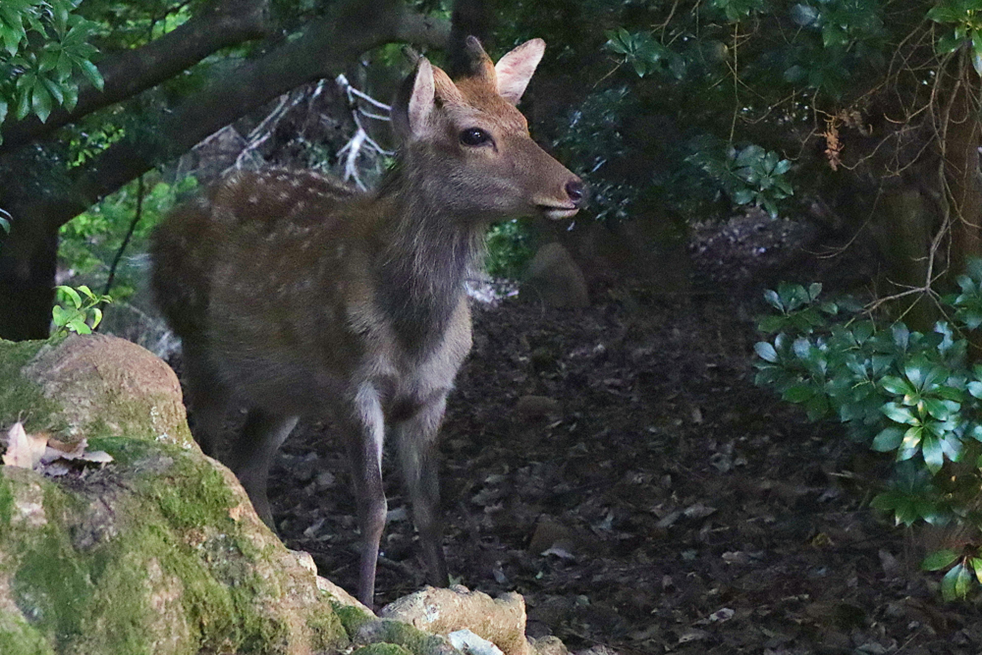 A young deer standing in a forest setting