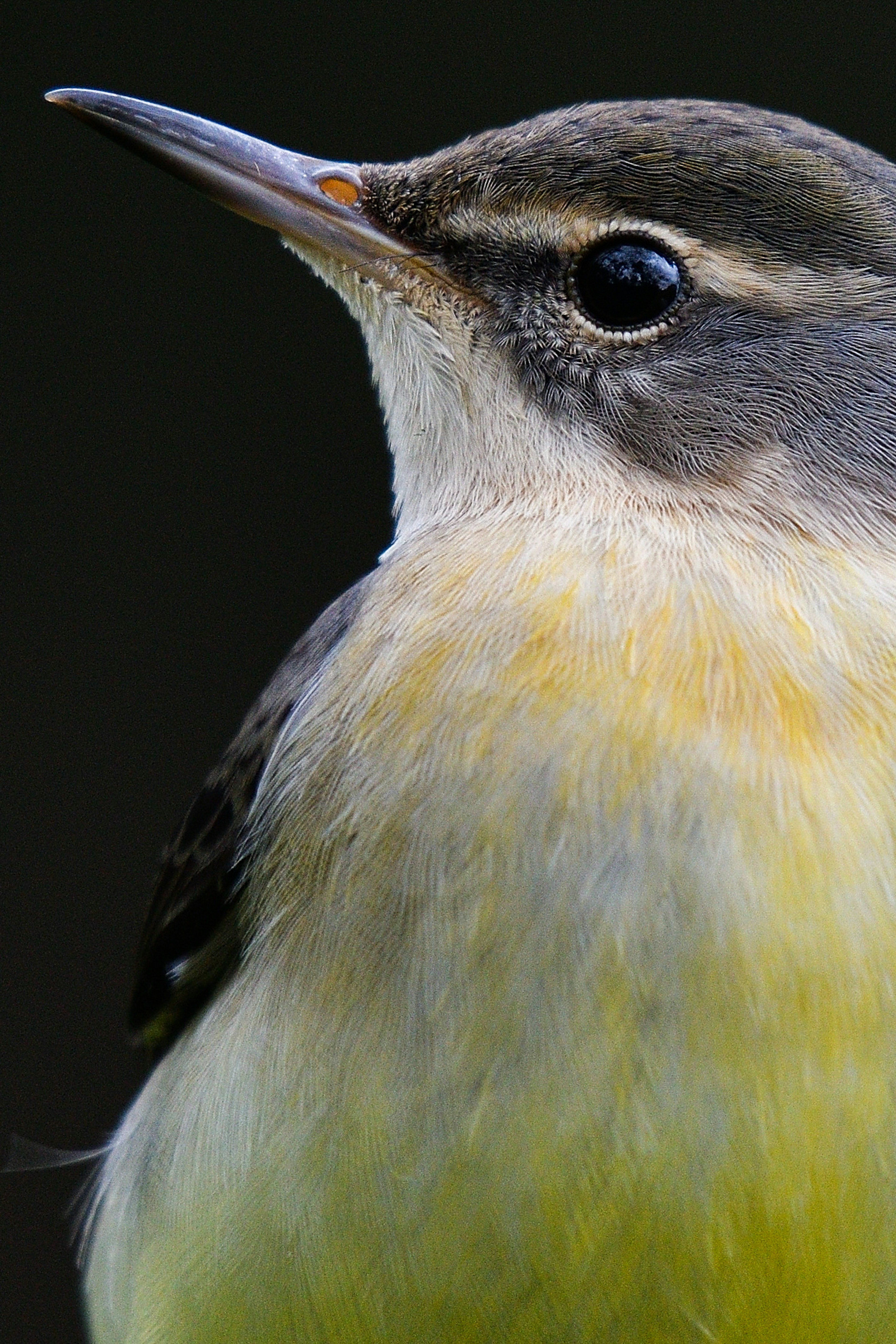 Image en gros plan d'un oiseau coloré