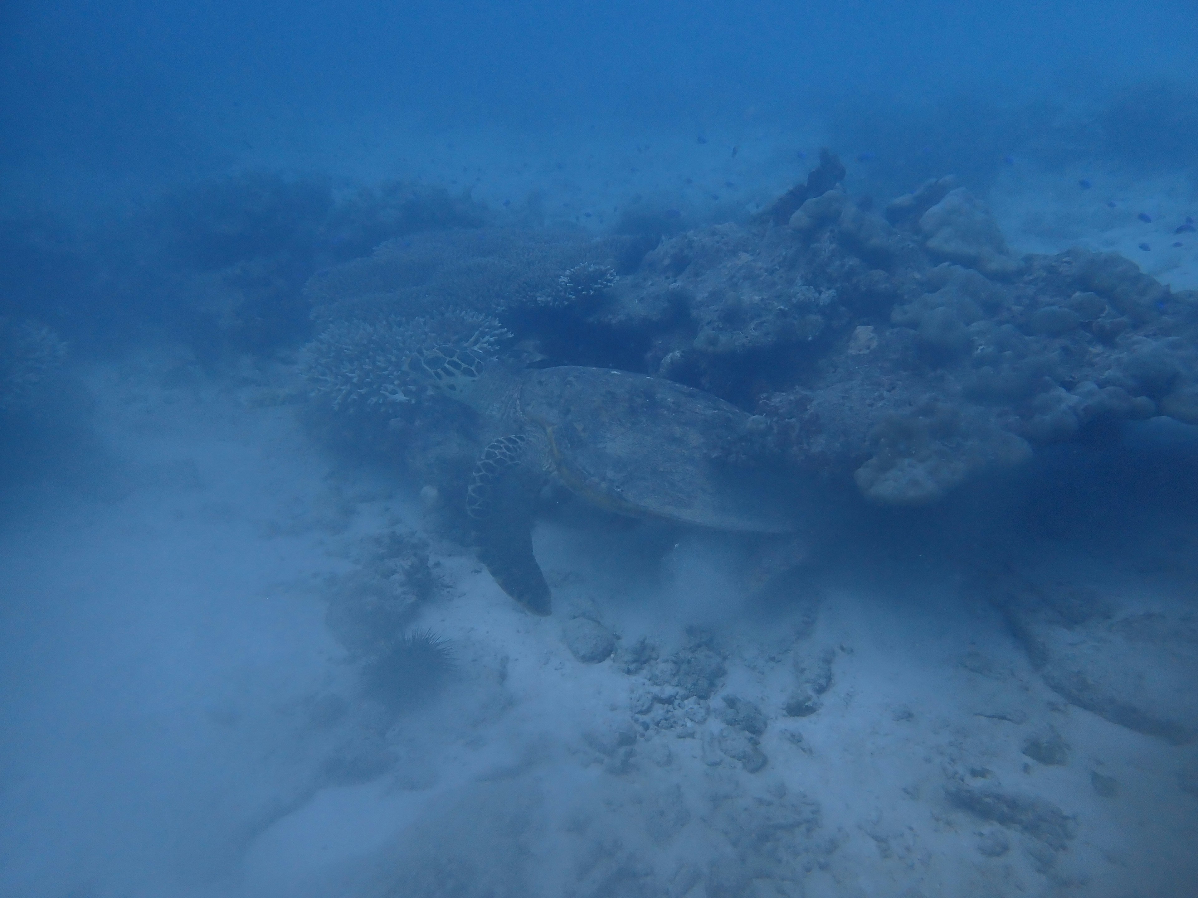 Wreckage of a sunken ship visible underwater in blue ocean