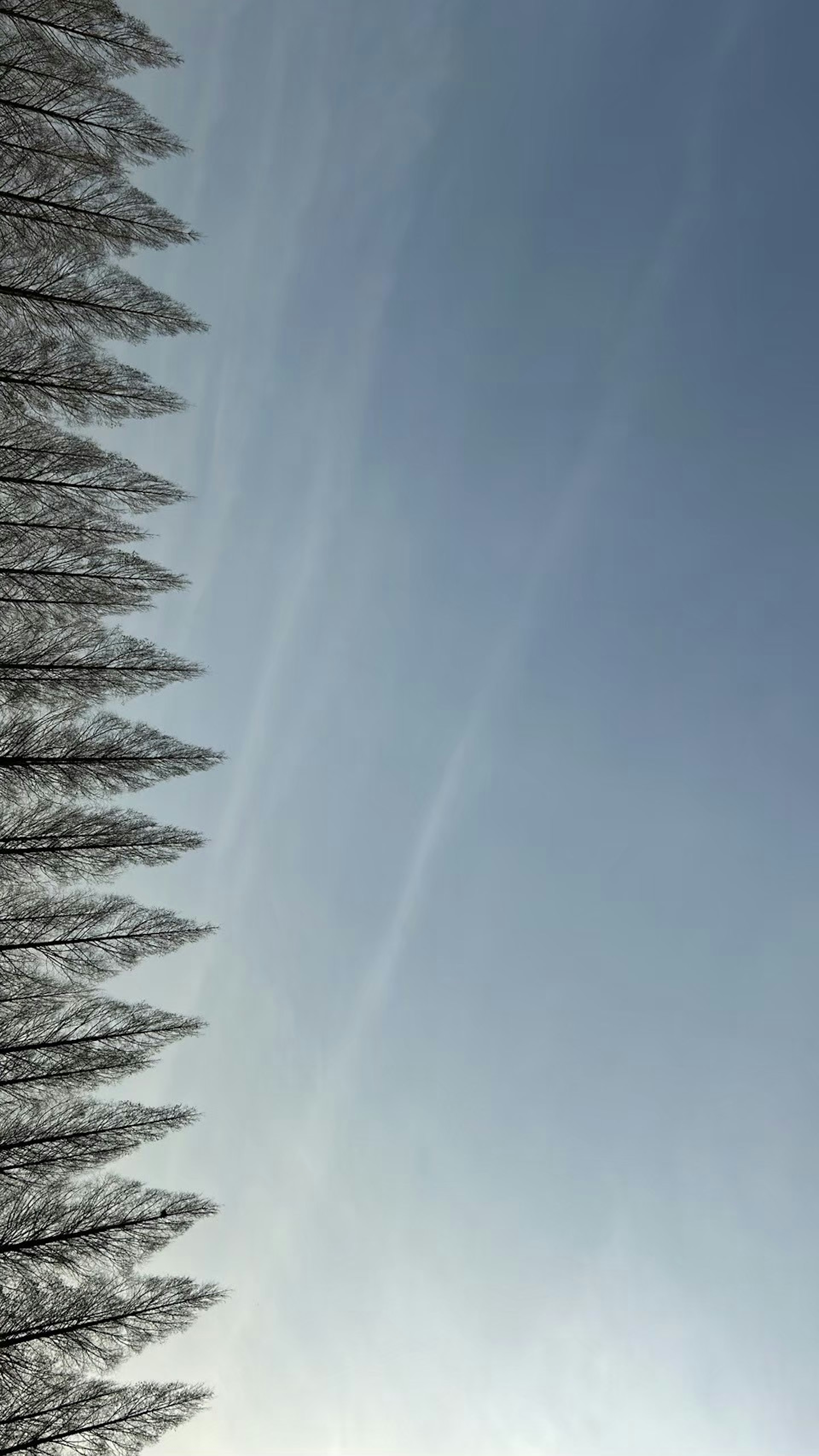 青空と雪に覆われた木々の風景