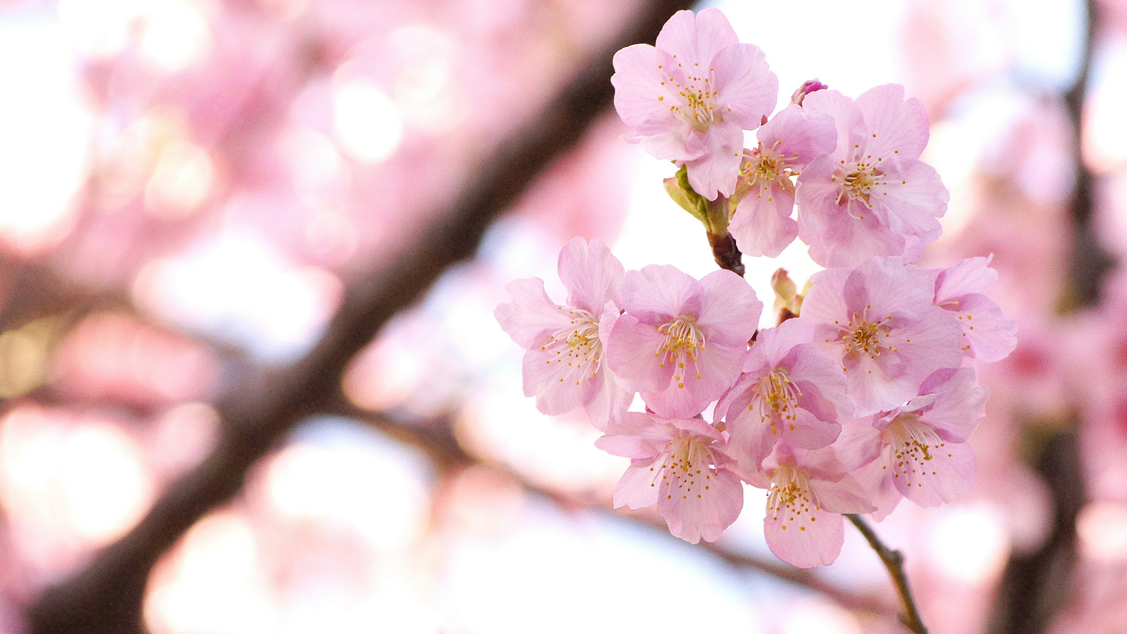 Delicate pink cherry blossoms blooming on branches