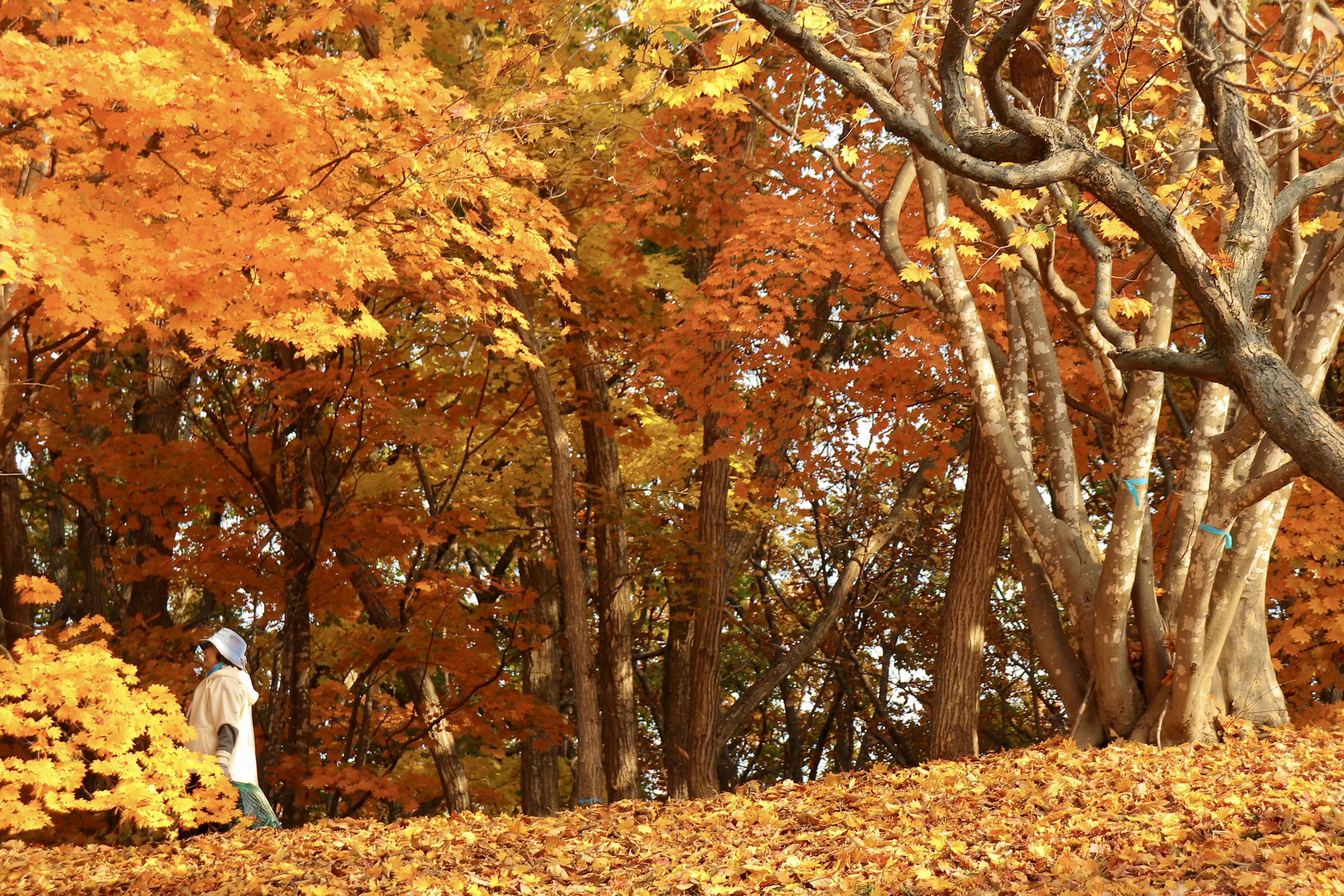 A person walking through a forest filled with autumn colors