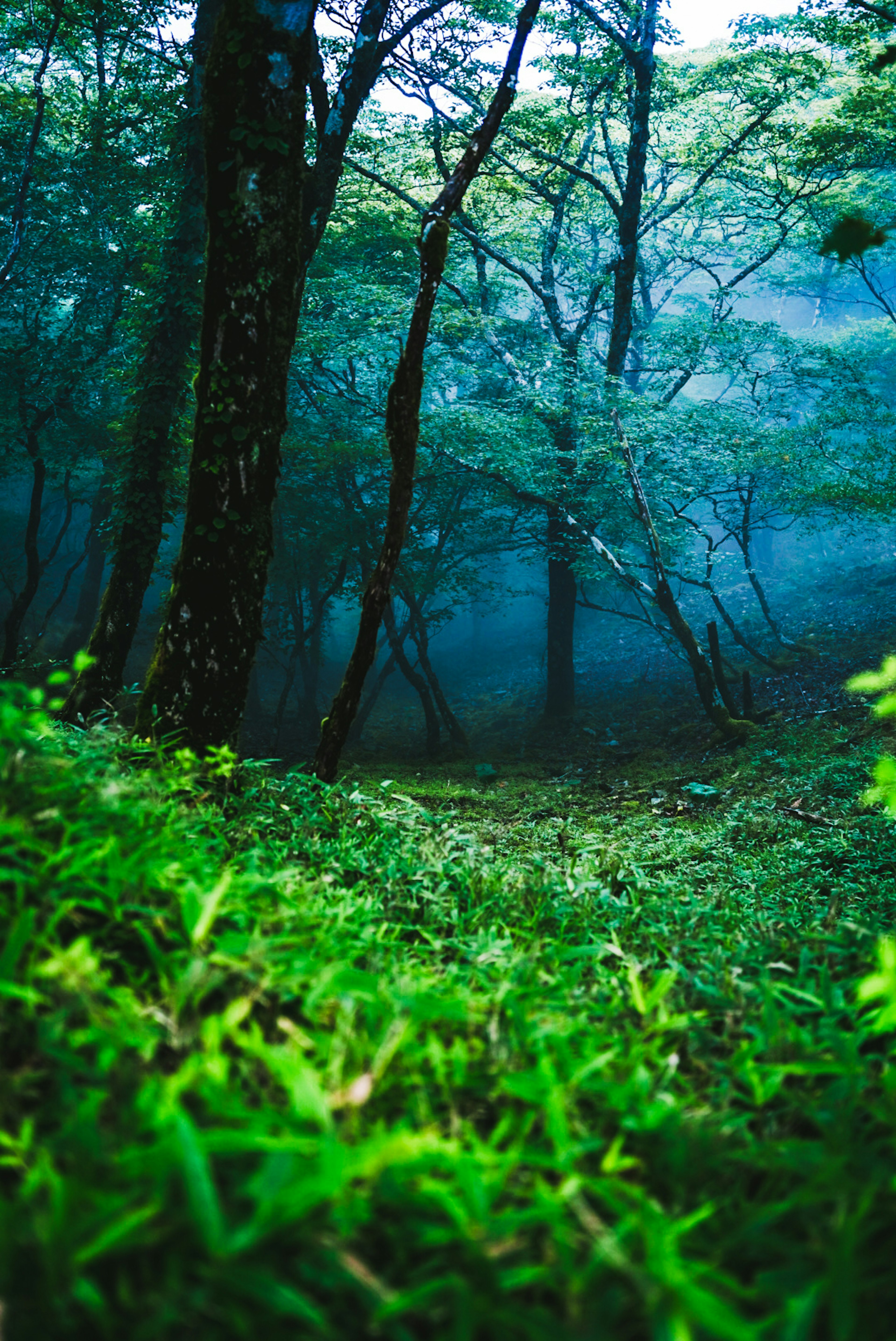 緑豊かな森の中の草と木々の景色